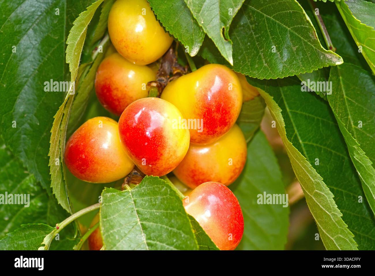 Cherries on the tree in closeup Stock Photo