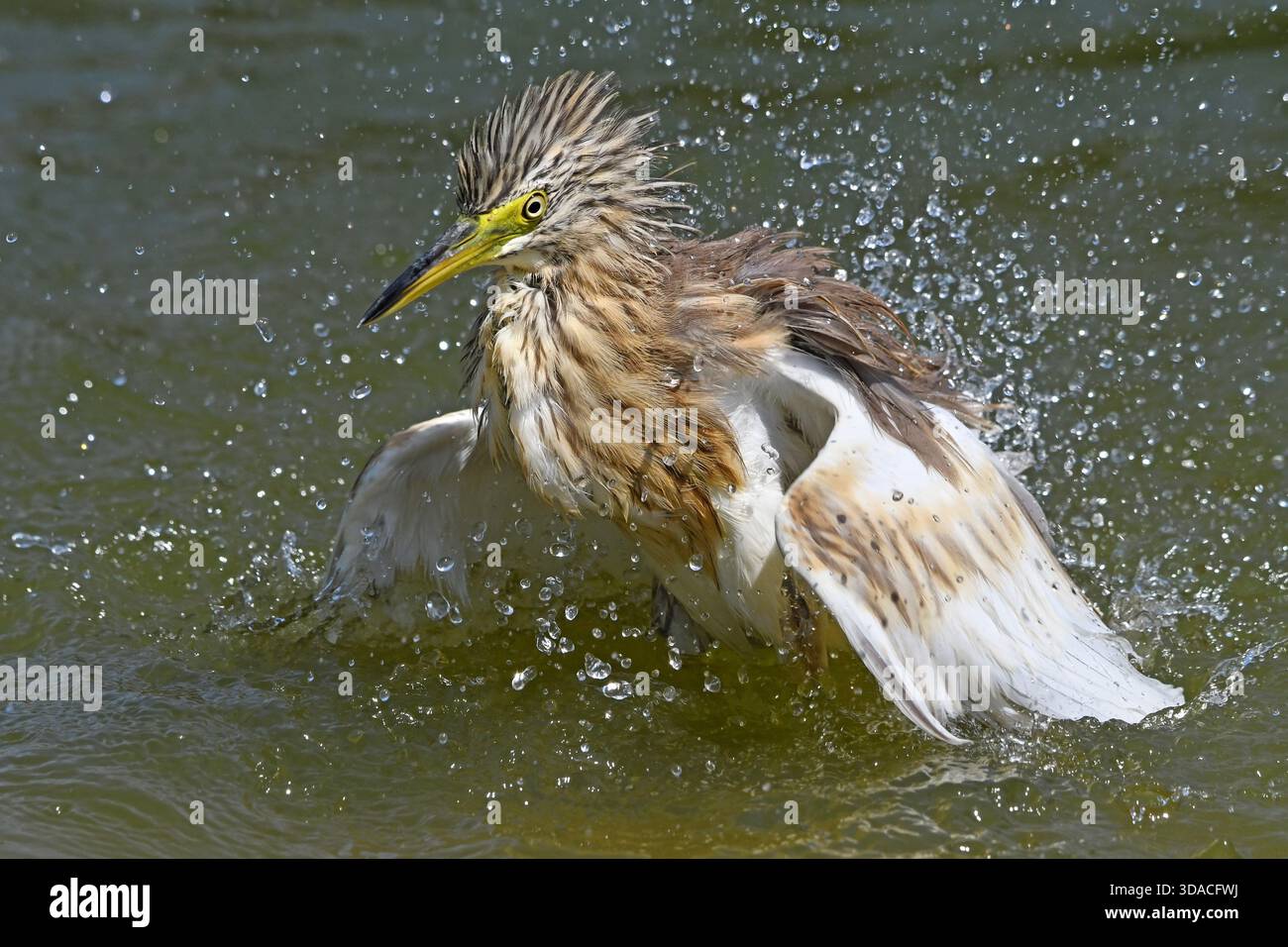 Squacco heron bathing Stock Photo