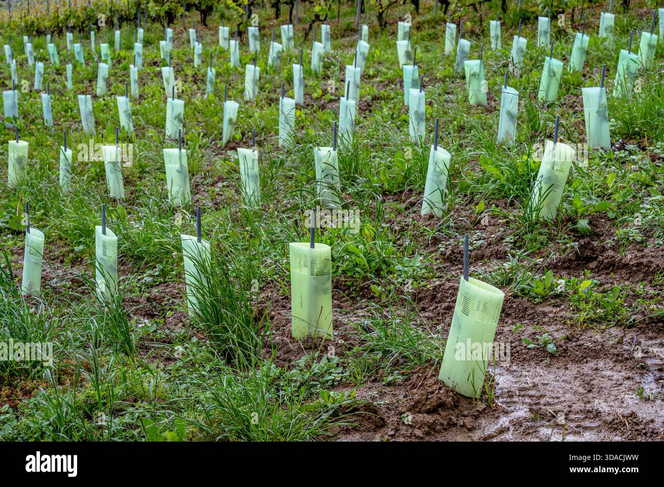Young Trees Protected in Tubes for Reforestation and Sustainable Land ...