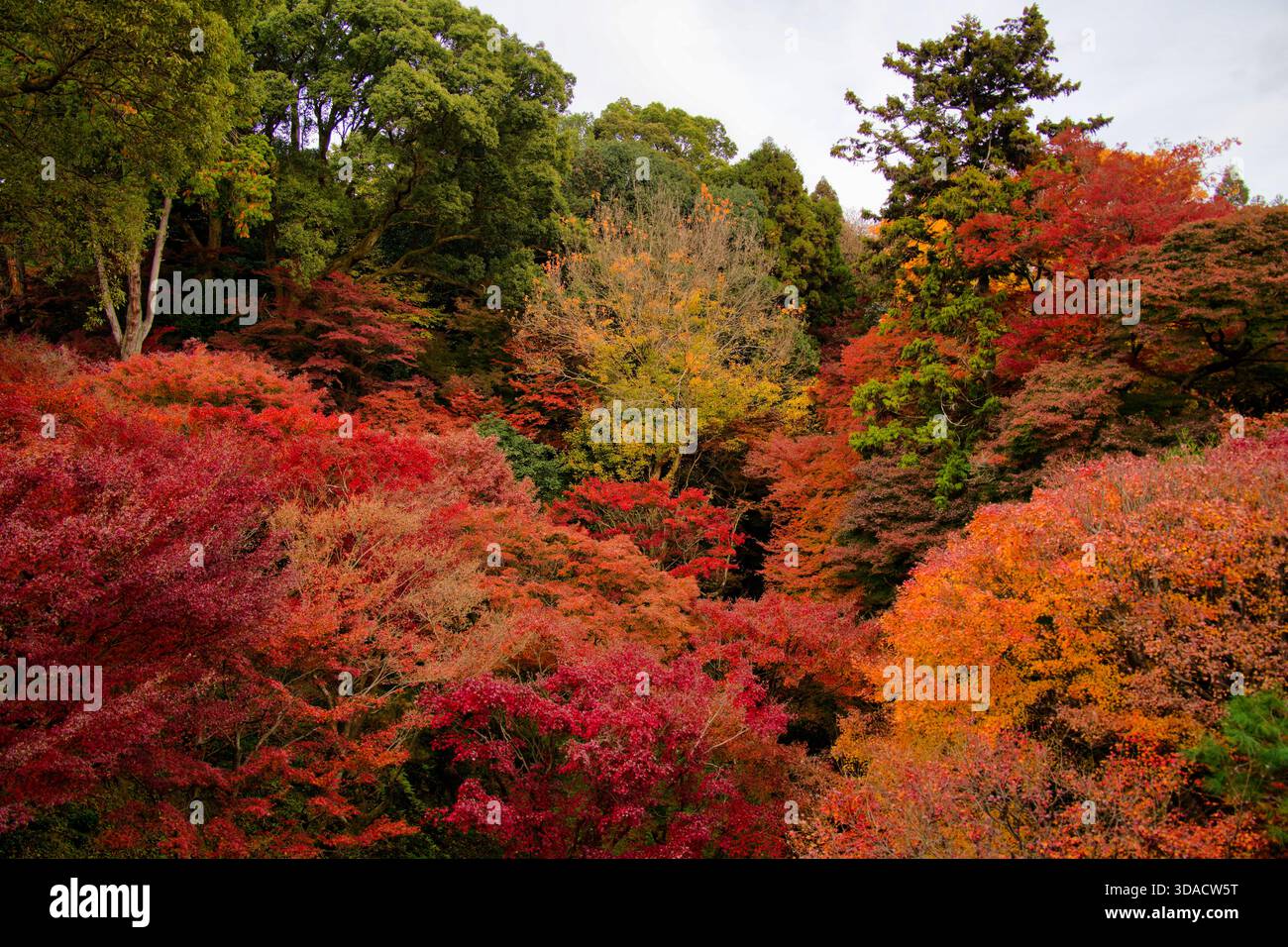 Maple Leaf Festival Autumn At Tofukuji Temple In Kyoto Stock Photo maple-leaf-festival-autumn-at-tofukuji-temple-in-kyoto-stock-photo