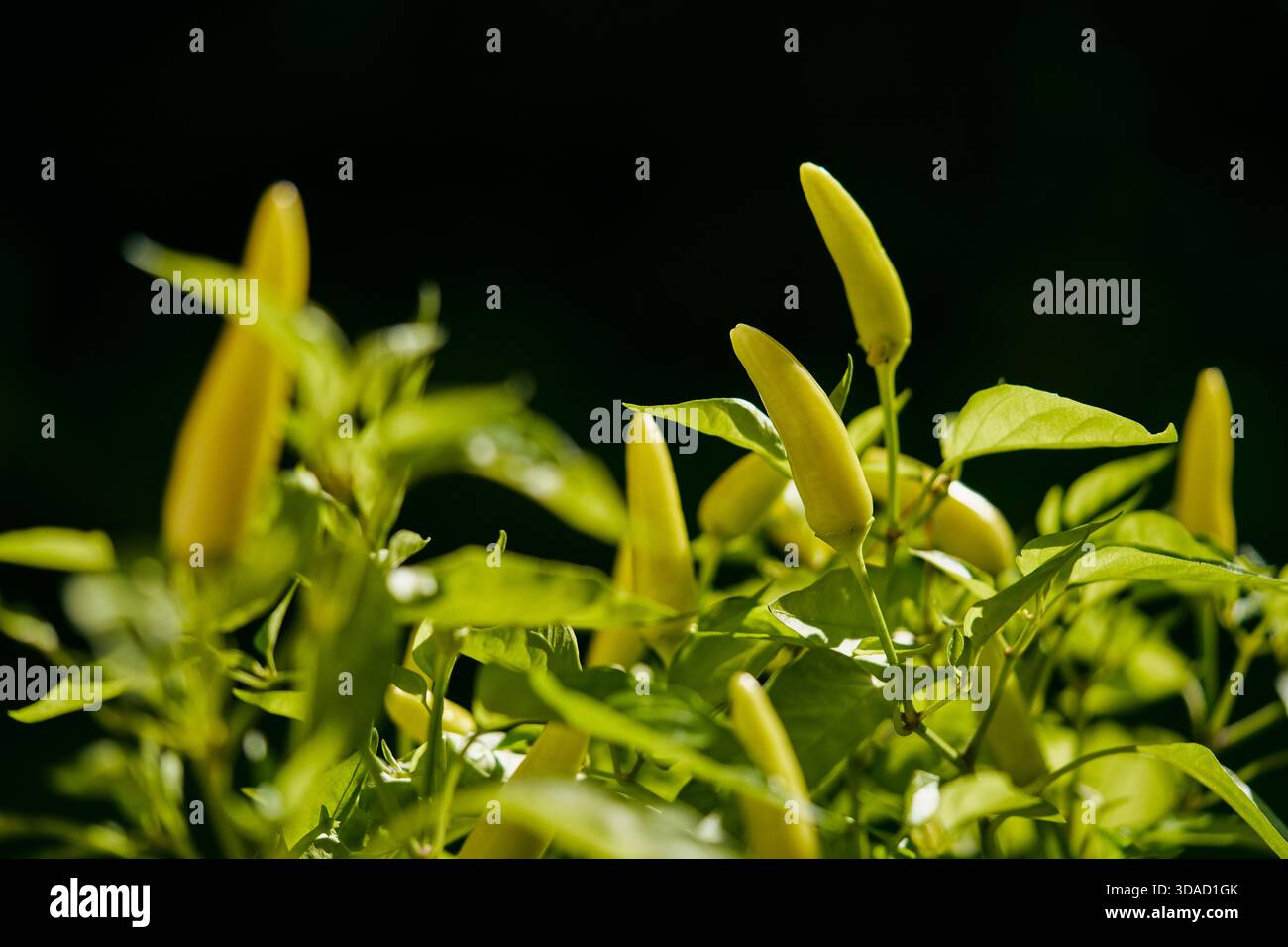 Close up of green poblano chili peppers growing on plant Stock Photo