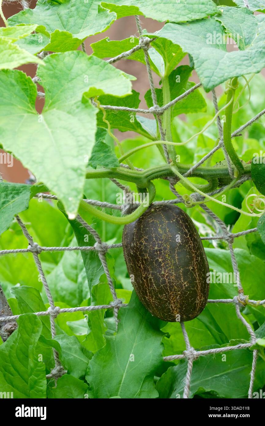 Poona Kheera, Cucumis sativus Kheera, heirloom Indian cucumber, matures from pale yellow-green to a potato-like russet brown Stock Photo