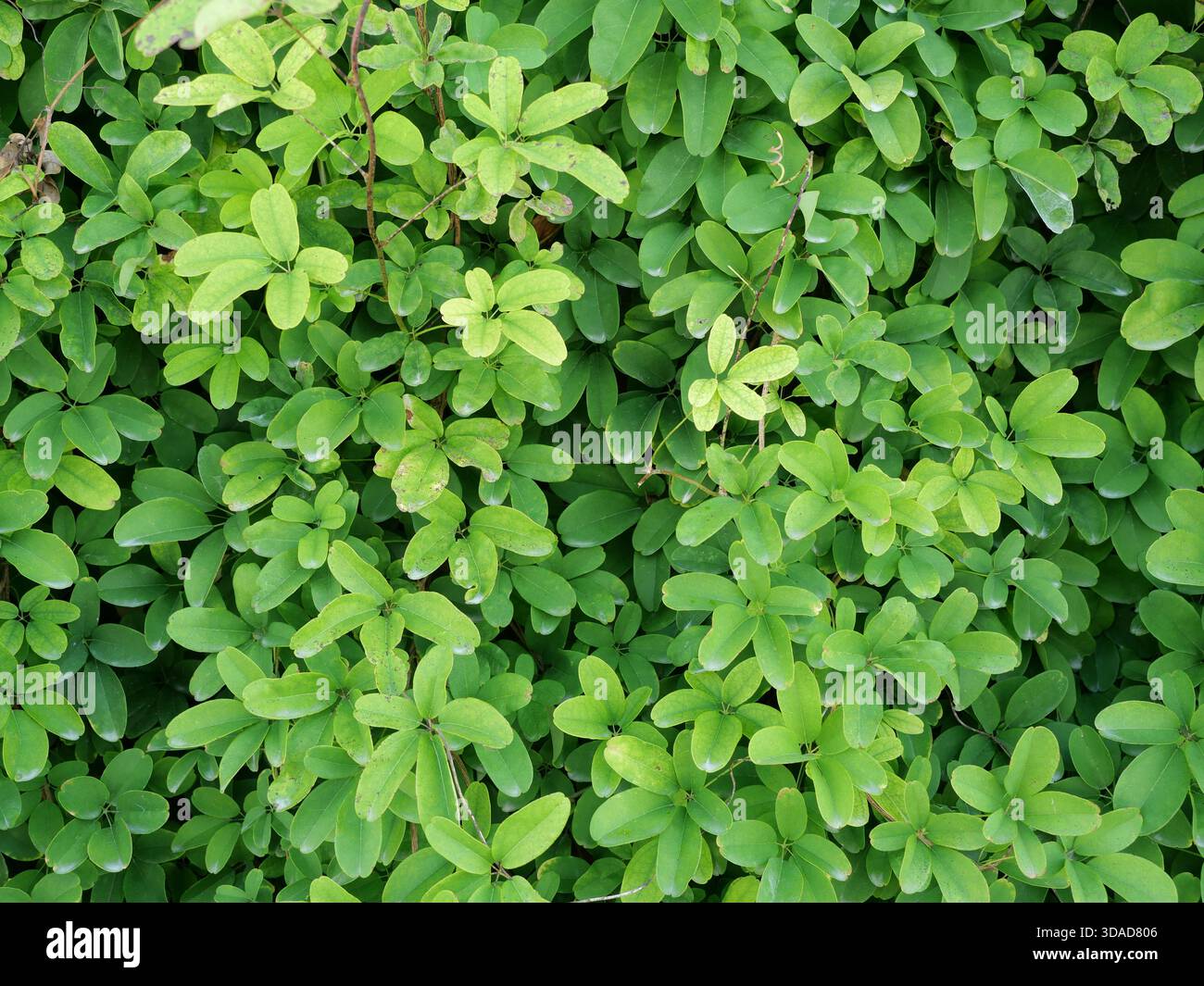 epipremnum aureum plant care Neon Pothos Plant (Epipremnum aureum) main image 0