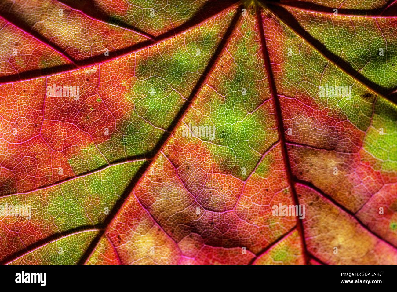 Norway maple (Acer platanoides), Maple leaf in backlight, Germany Stock Photo
