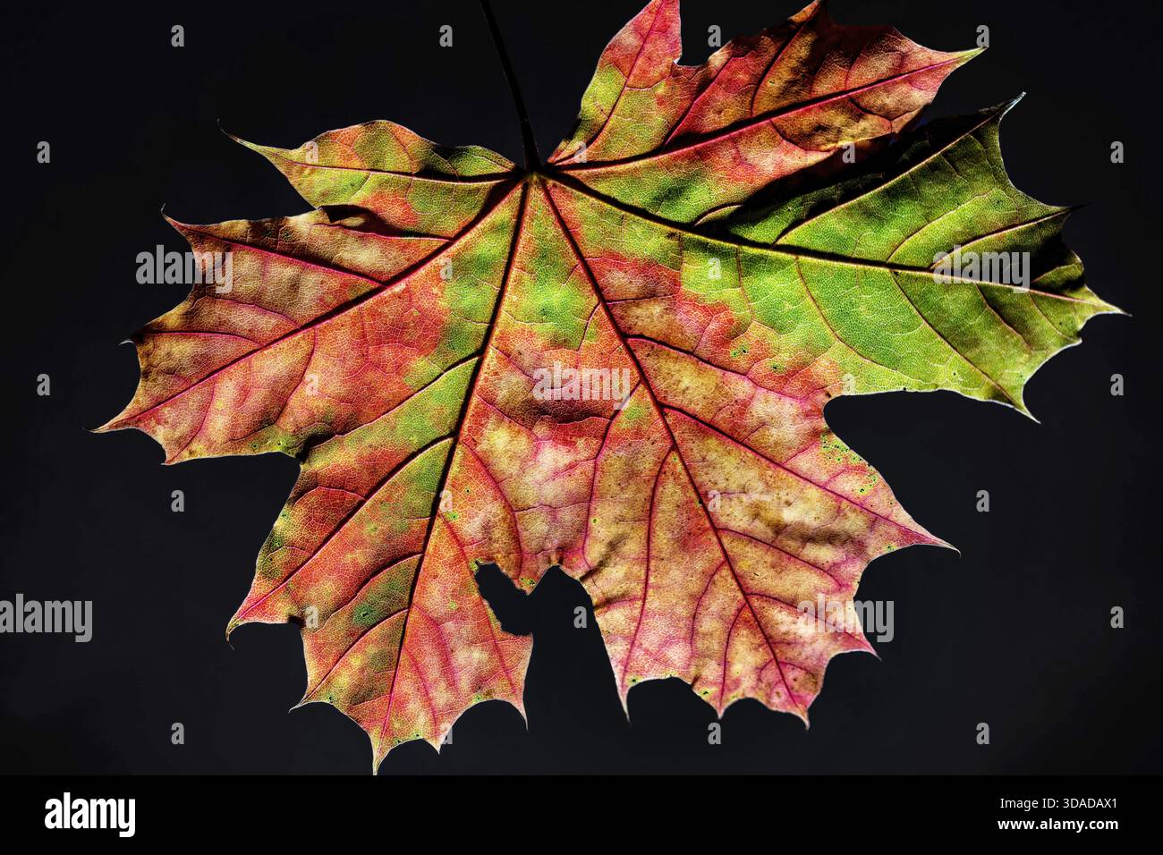 Norway maple (Acer platanoides), Maple leaf in backlight, Germany Stock Photo