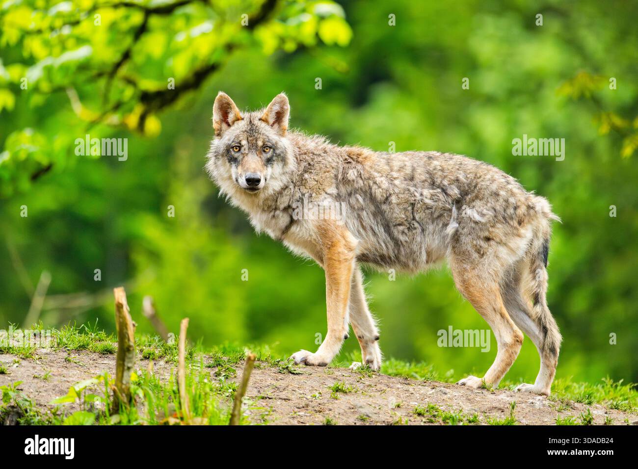 European gray wolf (Canis lupus lupus), stands on a hill in the forest ...