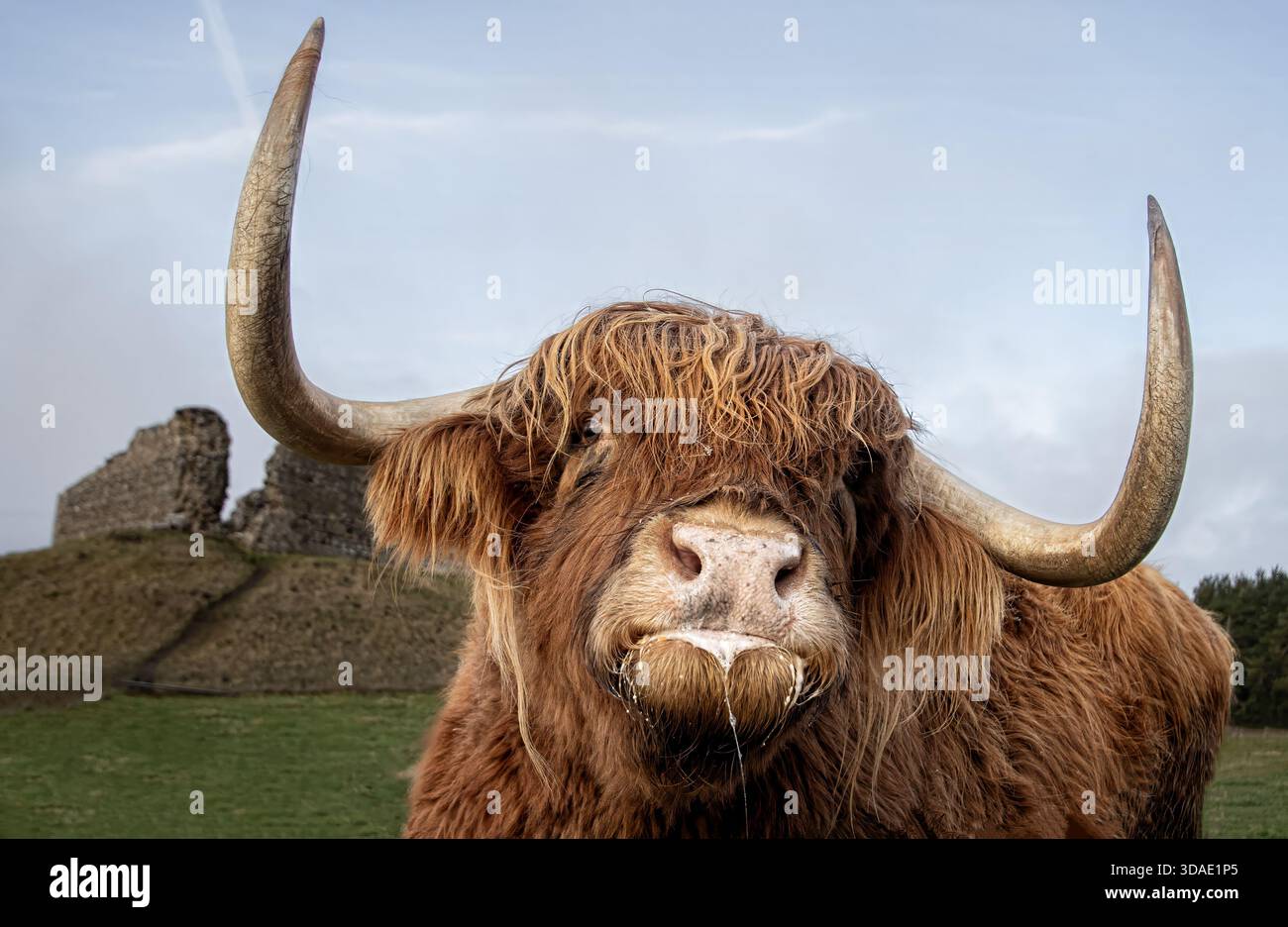 Close-up of a Highland cow with long horns in front of ancient ruins ...