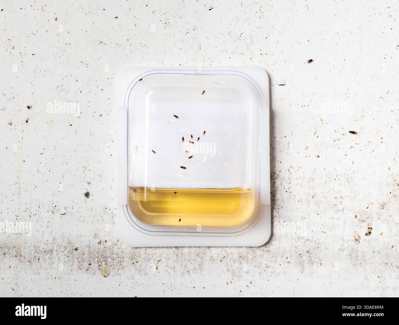Fruit fly trap on wall in garbage room. Pest control management for ...