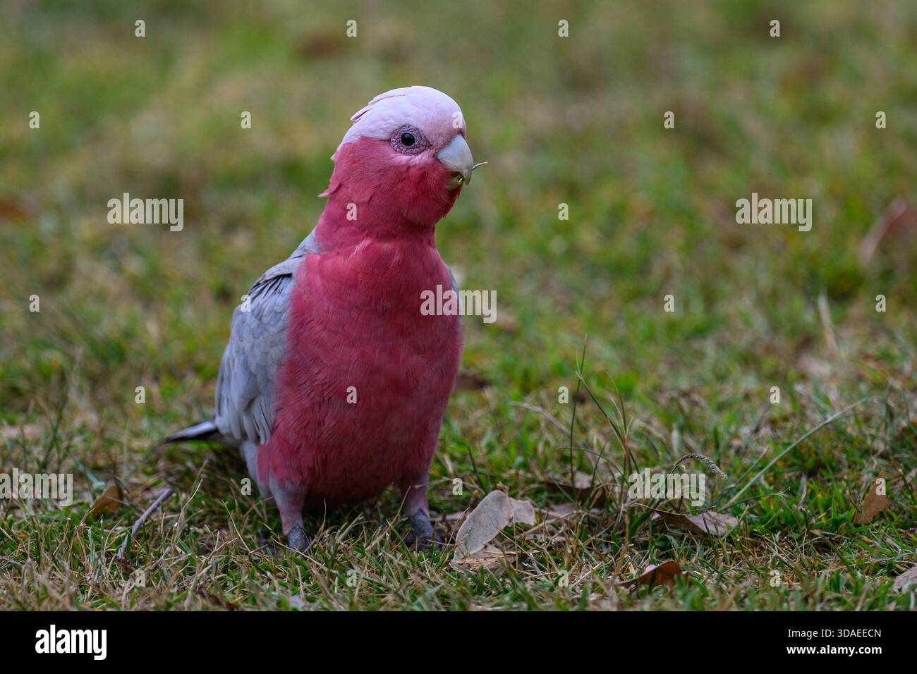 Single Galah parrot standing on grass Stock Photo