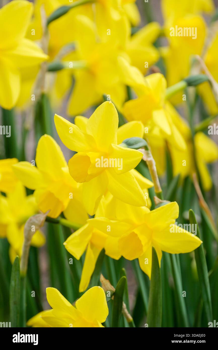 Narcissus Marie Curie Diamond, daffodil Marie Curie Diamond, golden yellow flowers with pointed, spreading petals, broadly ribbed corona, diamond anni Stock Photo