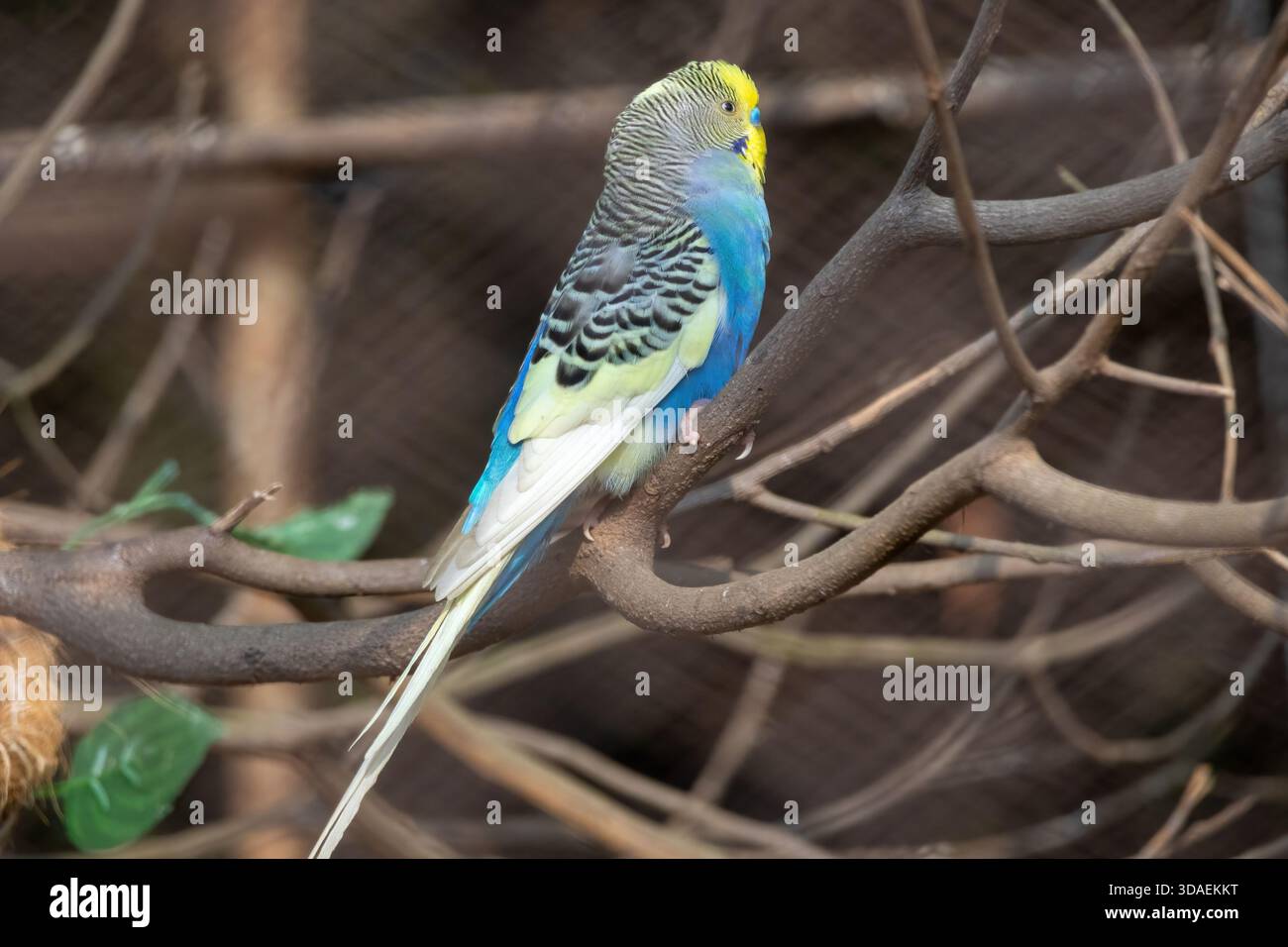 A beautiful Budgerigar (Melopsittacus undulatus), also known as a ...