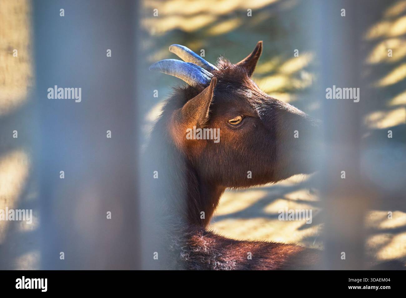 Goat Resting in Sunlight at Animal Sanctuary Nevada Fence and Compassionate Care Stock Photo