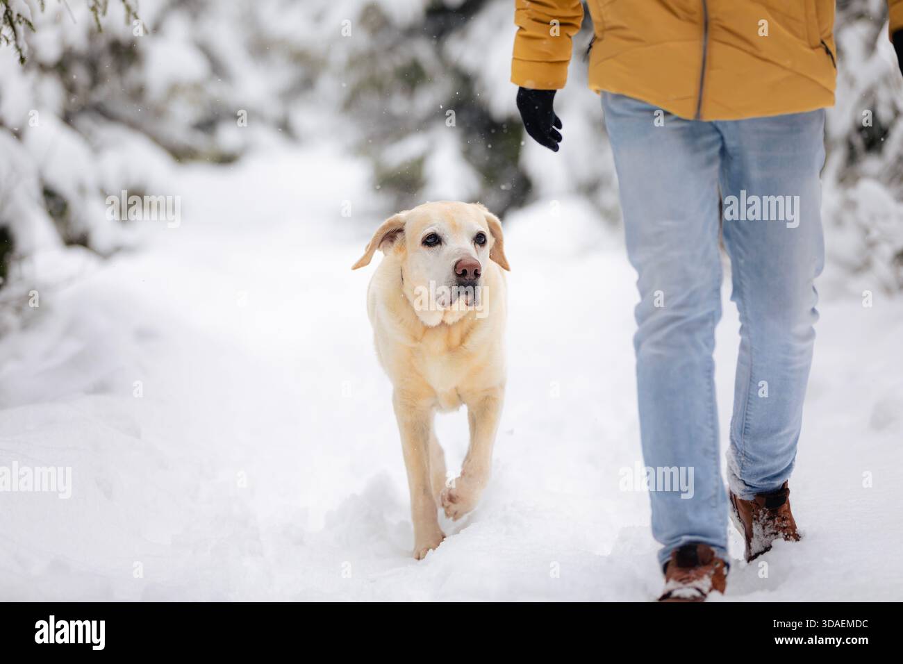 Dog walking with his pet owner through deep snow on forest path during idyllic winter day. Stock Photo