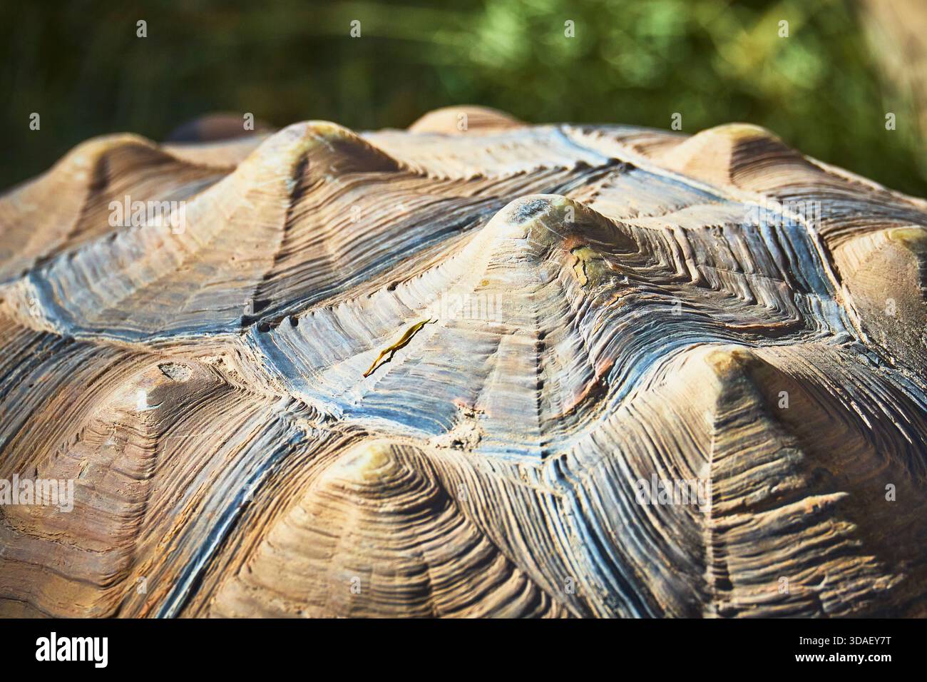 Tortoise Shell Texture Close Up Wildlife Detail in Natural Light Animal ...