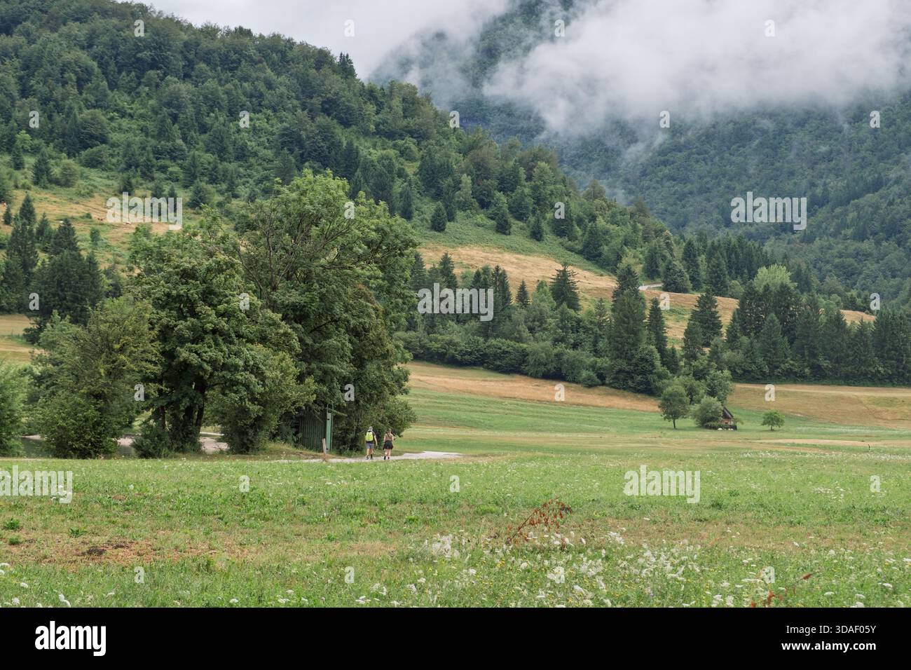 Serene forest meadow wildflowers hi-res stock photography and images ...