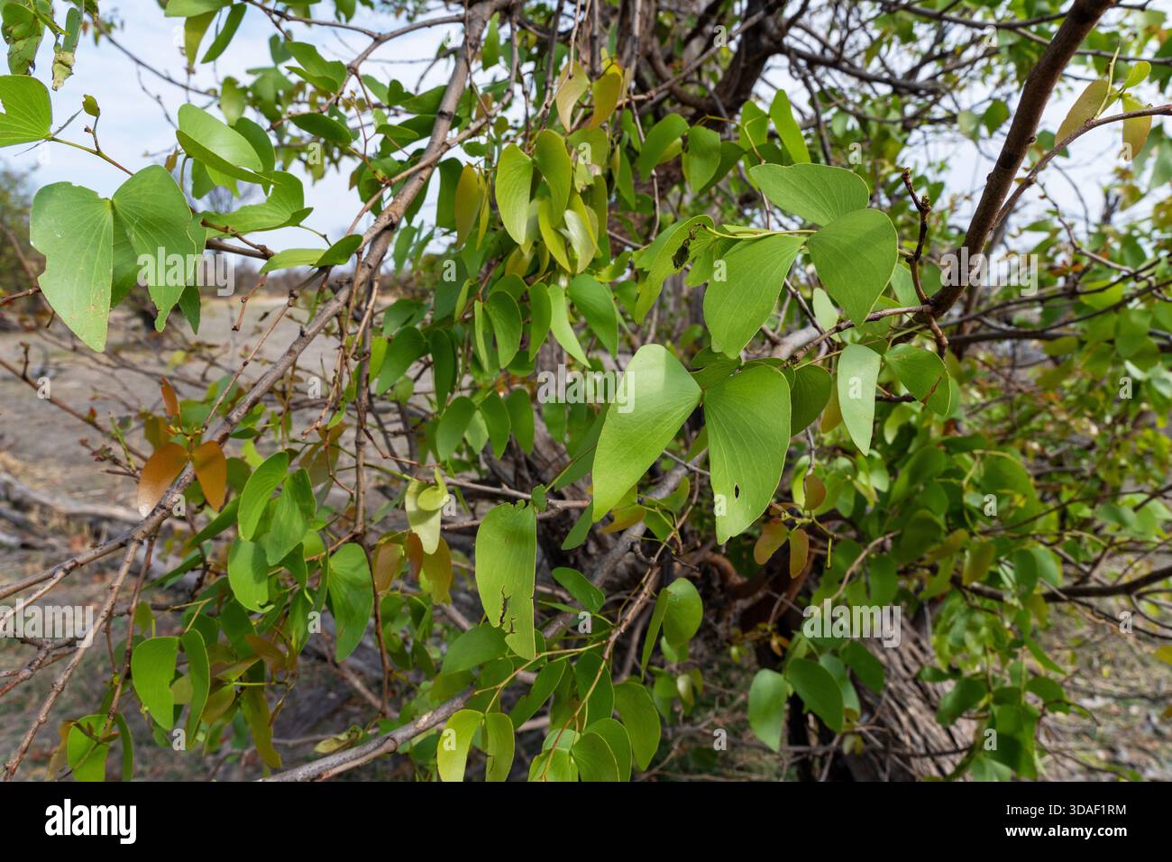Bifoliate leaves hi-res stock photography and images - Alamy