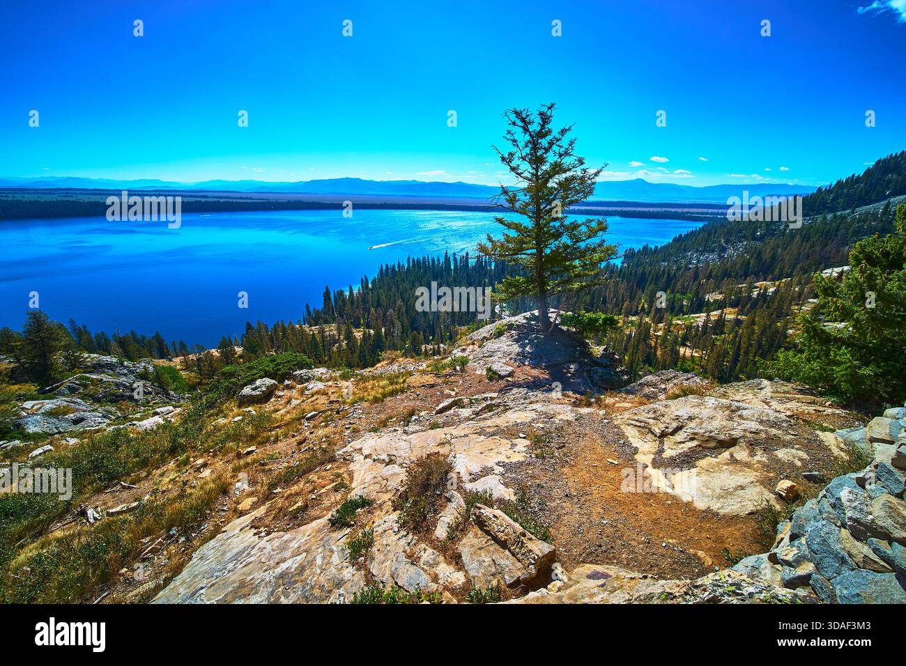 Jenny Lake Trail Overlook with Pine Tree and Blue Water in Mountain Landscape Stock Photo