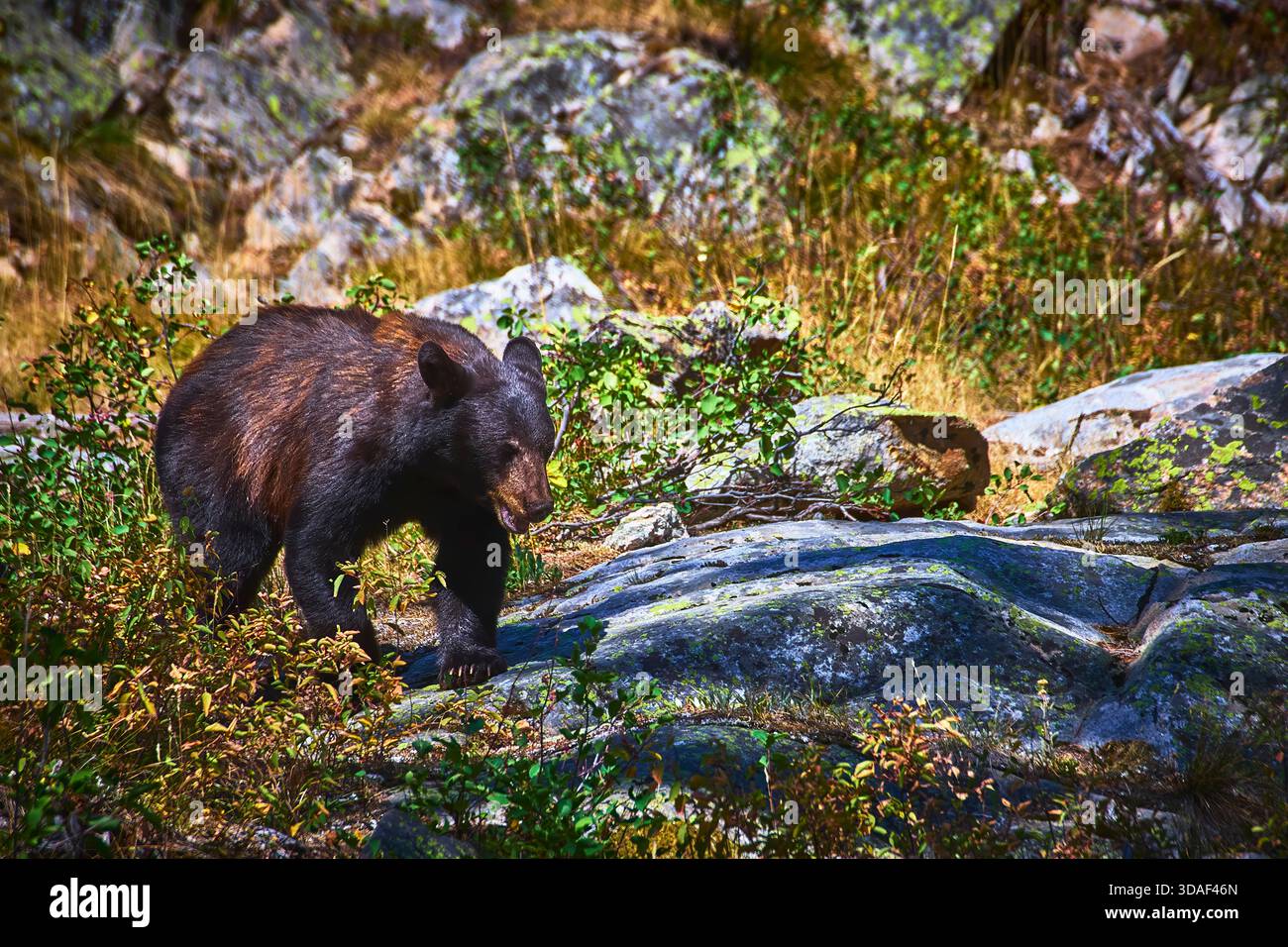 Black Bear Wildlife Rocky Terrain Grand Teton National Park Nature Scene Stock Photo