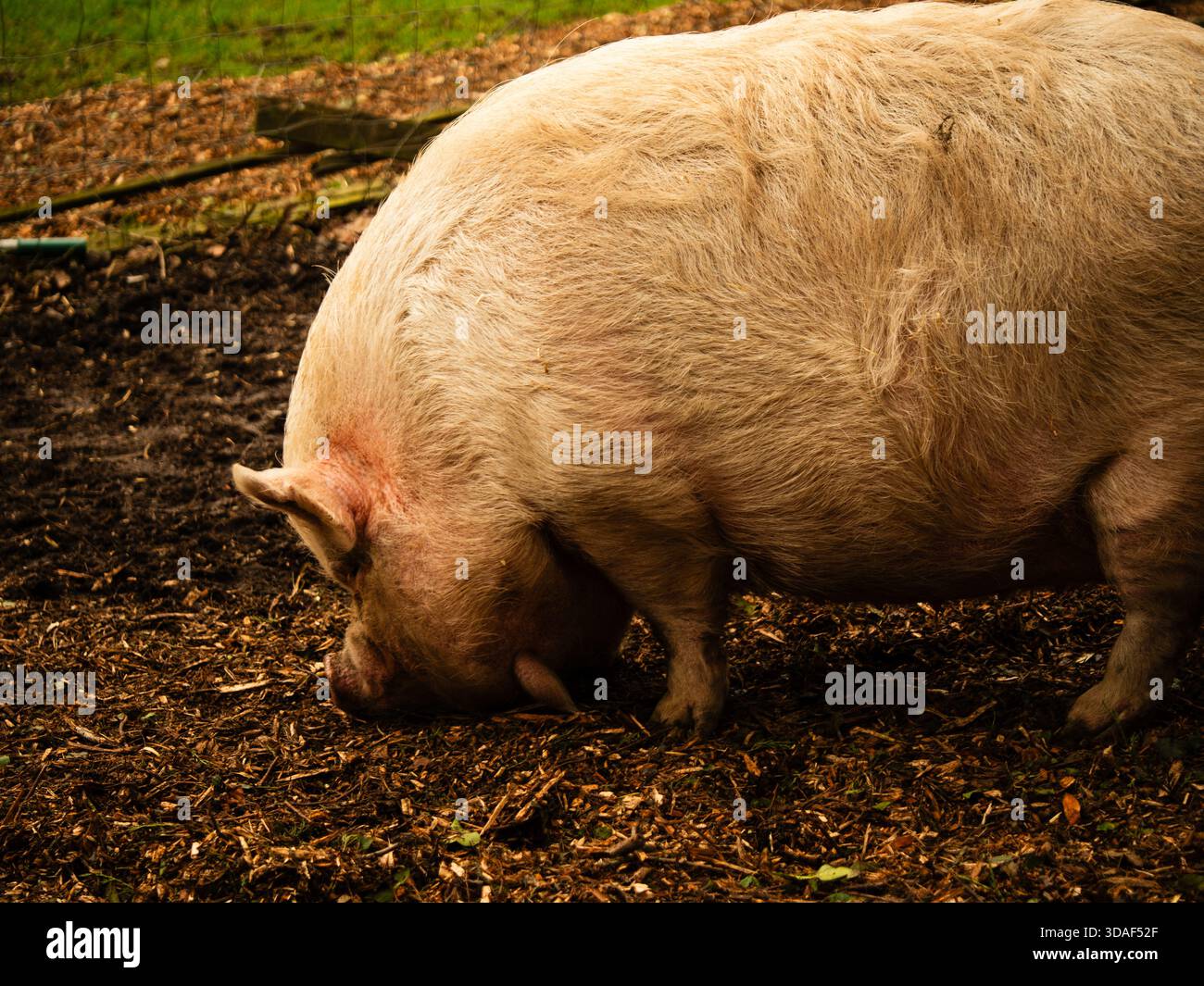 Pig in dirt looking for food Stock Photo