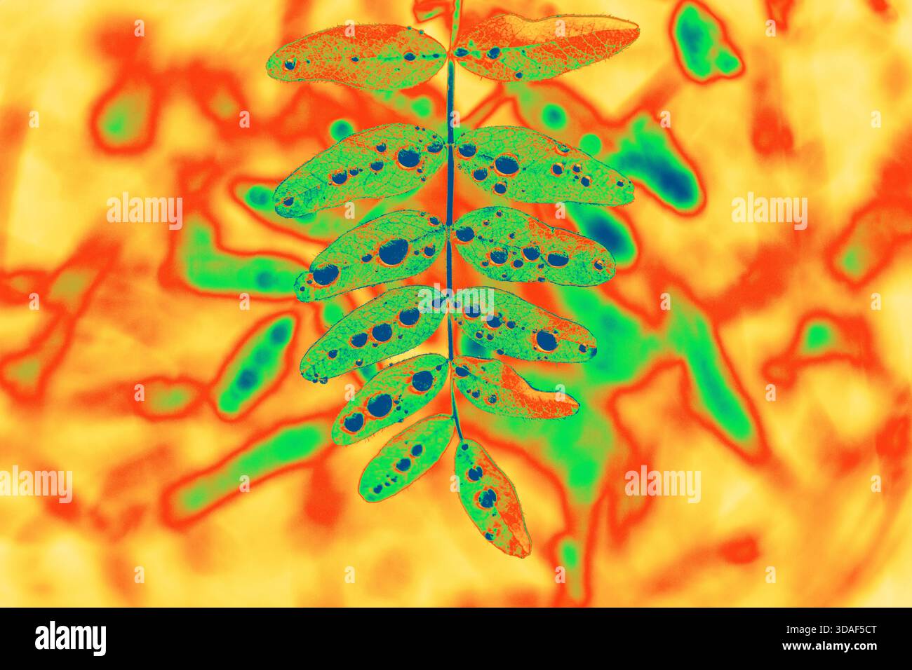 Infrared Gradient Map Leaf Abstract with Water Drop Pattern Stock Photo ...