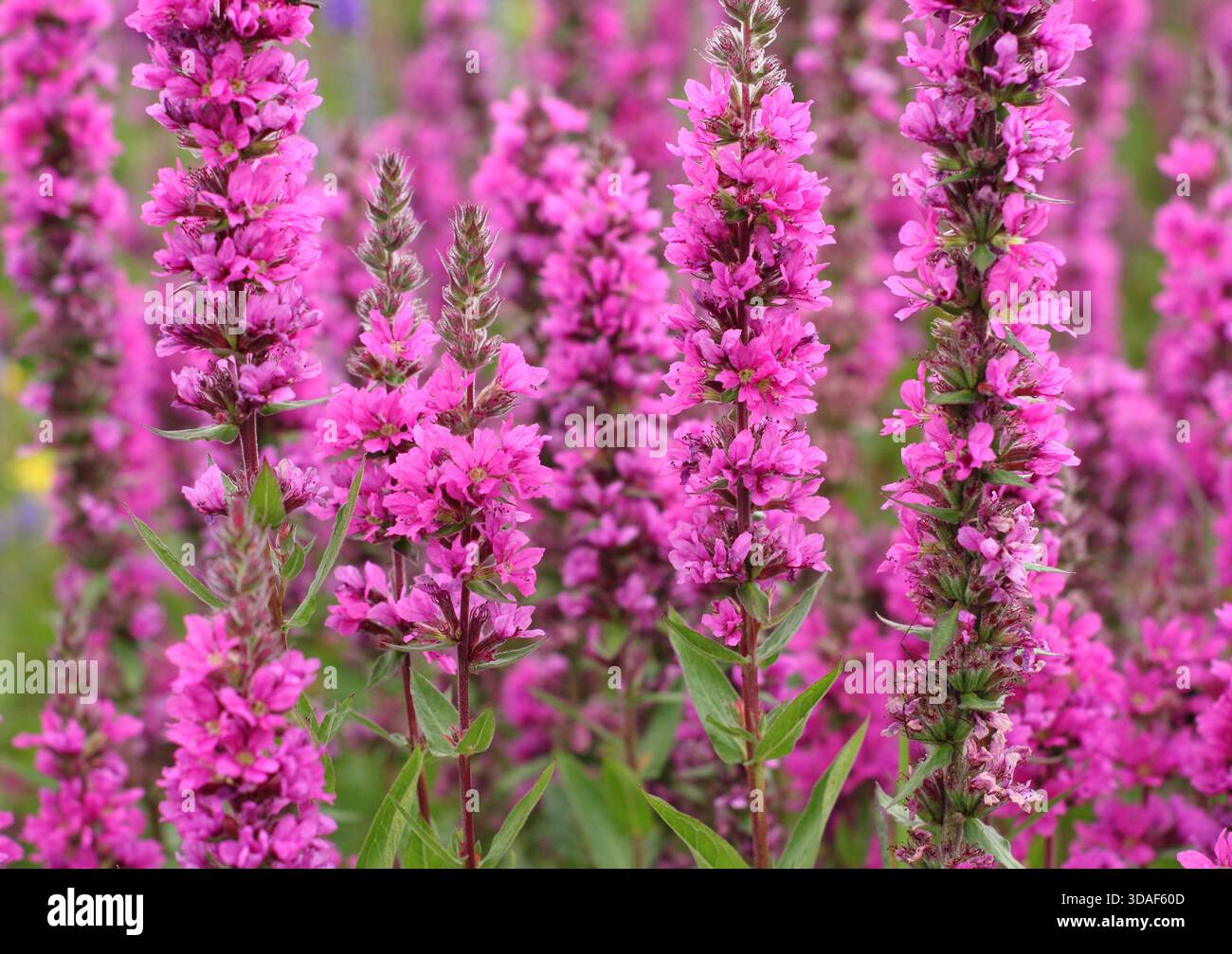 lythrum the rocket Stock Photo - Alamy