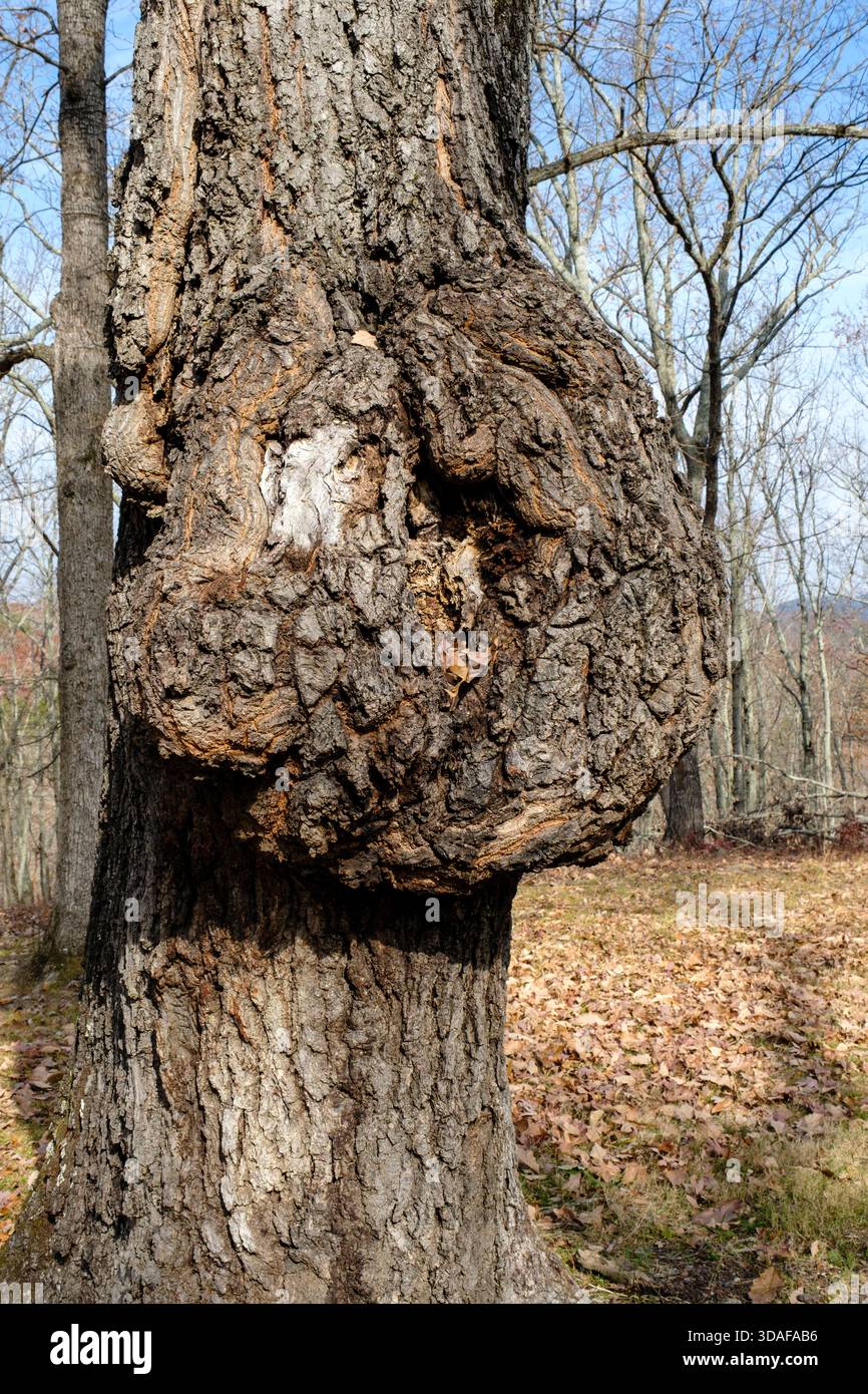 Burl growth on diseased tree trunk Stock Photo