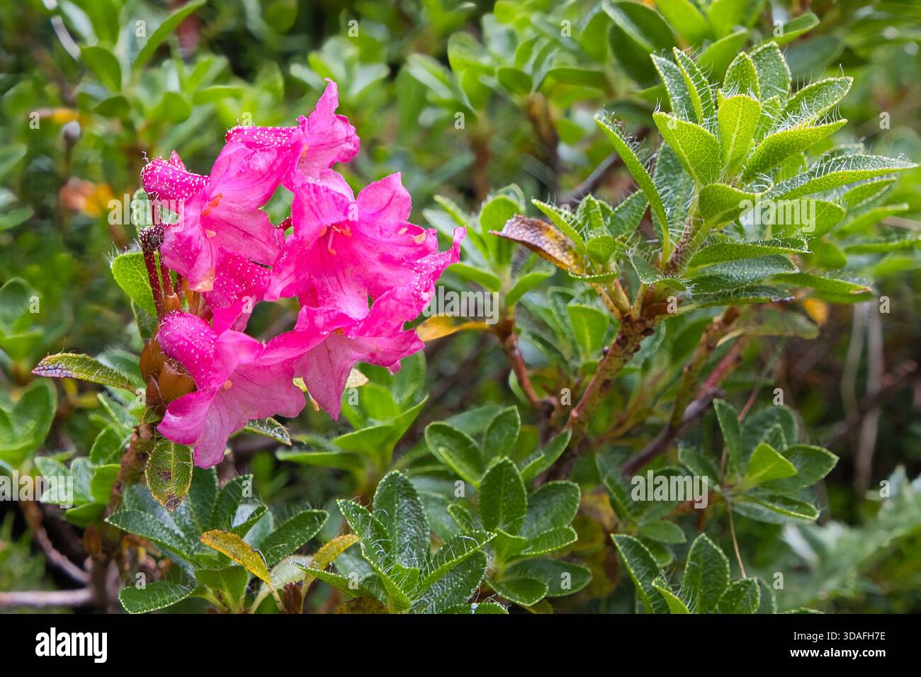 The hairy alpenrose, Rhododendron hirsutum, is is an evergreen shrub and  native to the European mountains Stock Photo - Alamy