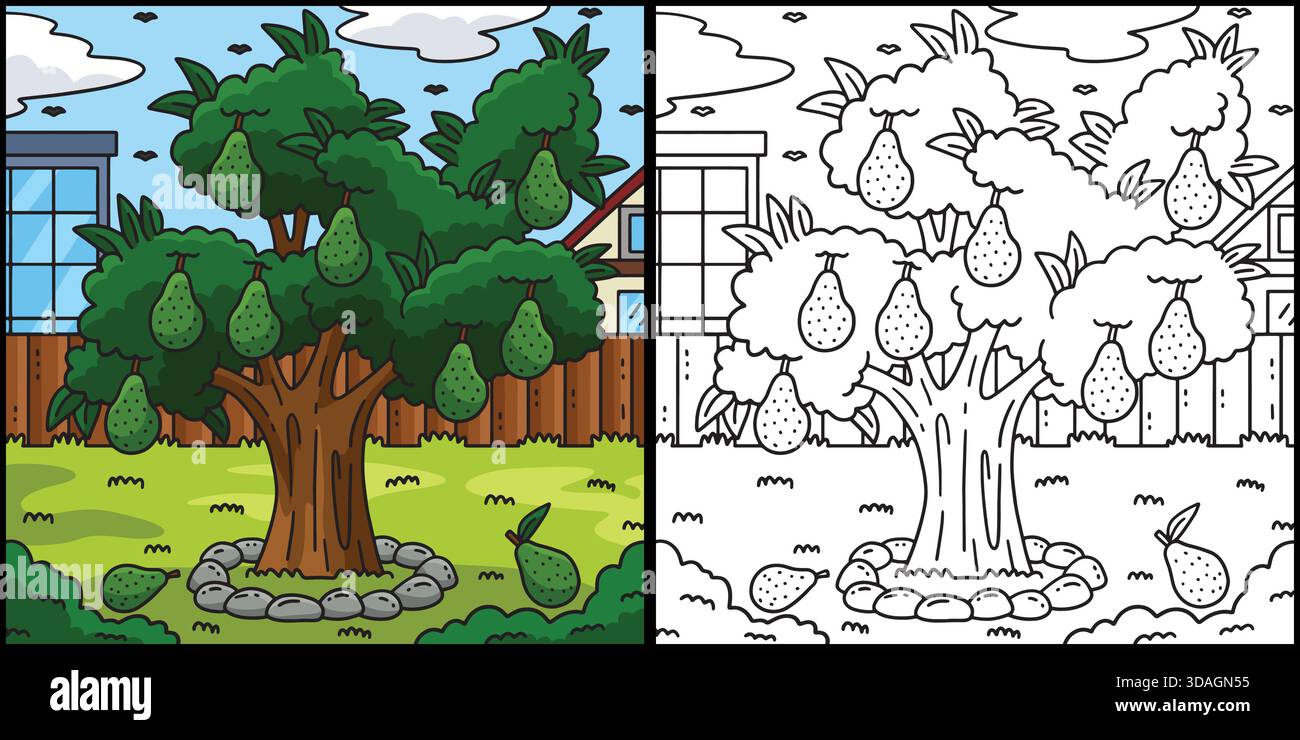 Avocado Tree Fruit Plant Coloring Illustration  Stock Vector