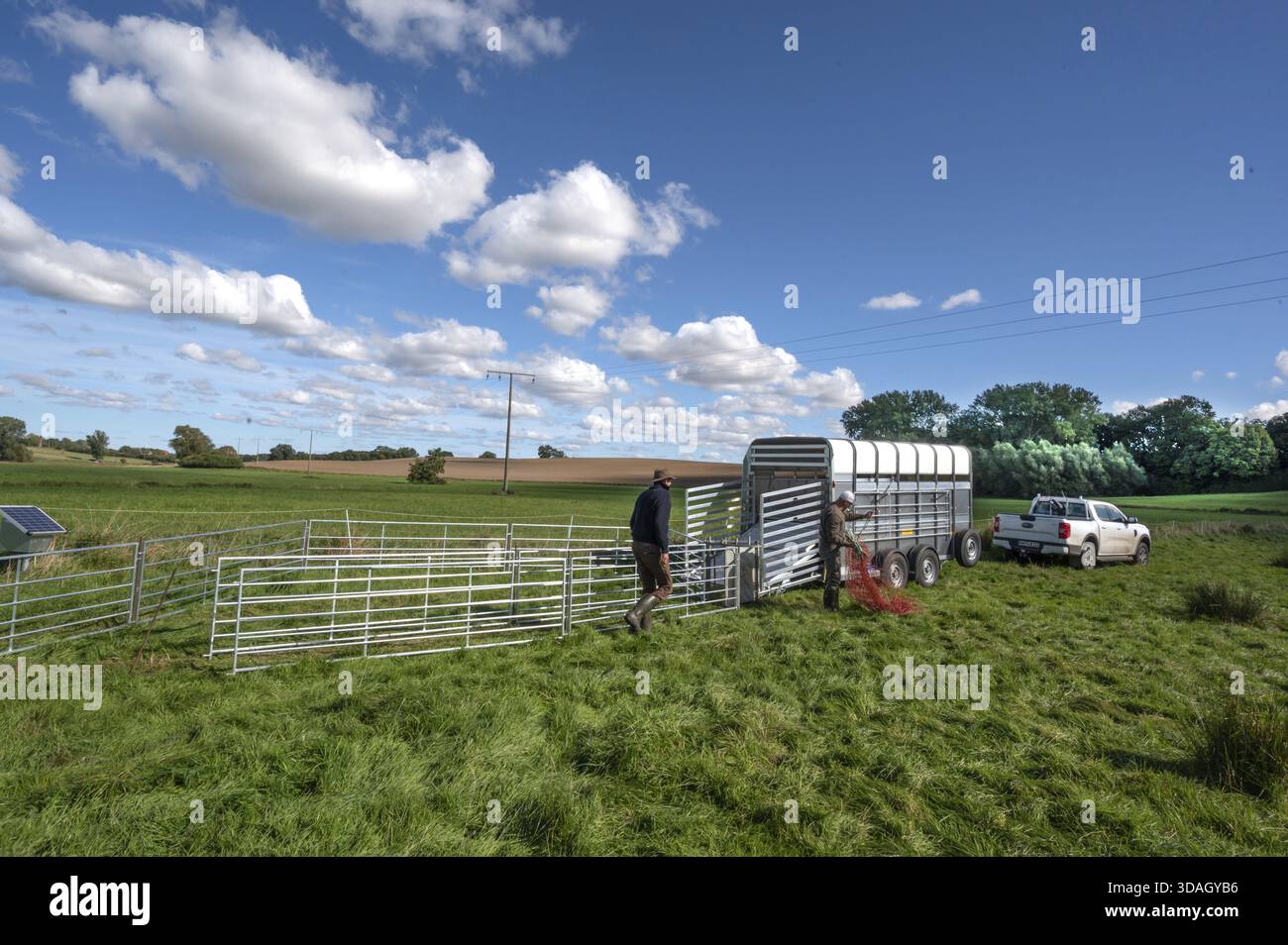 Shepherds build a ferch and prepare sheep load with a double-decker ...