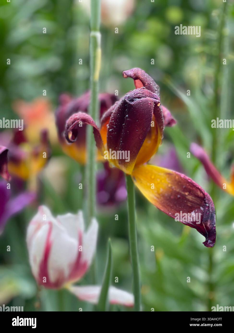 Tulips dancing in the spring breeze. - Smartphone Captured Stock Image