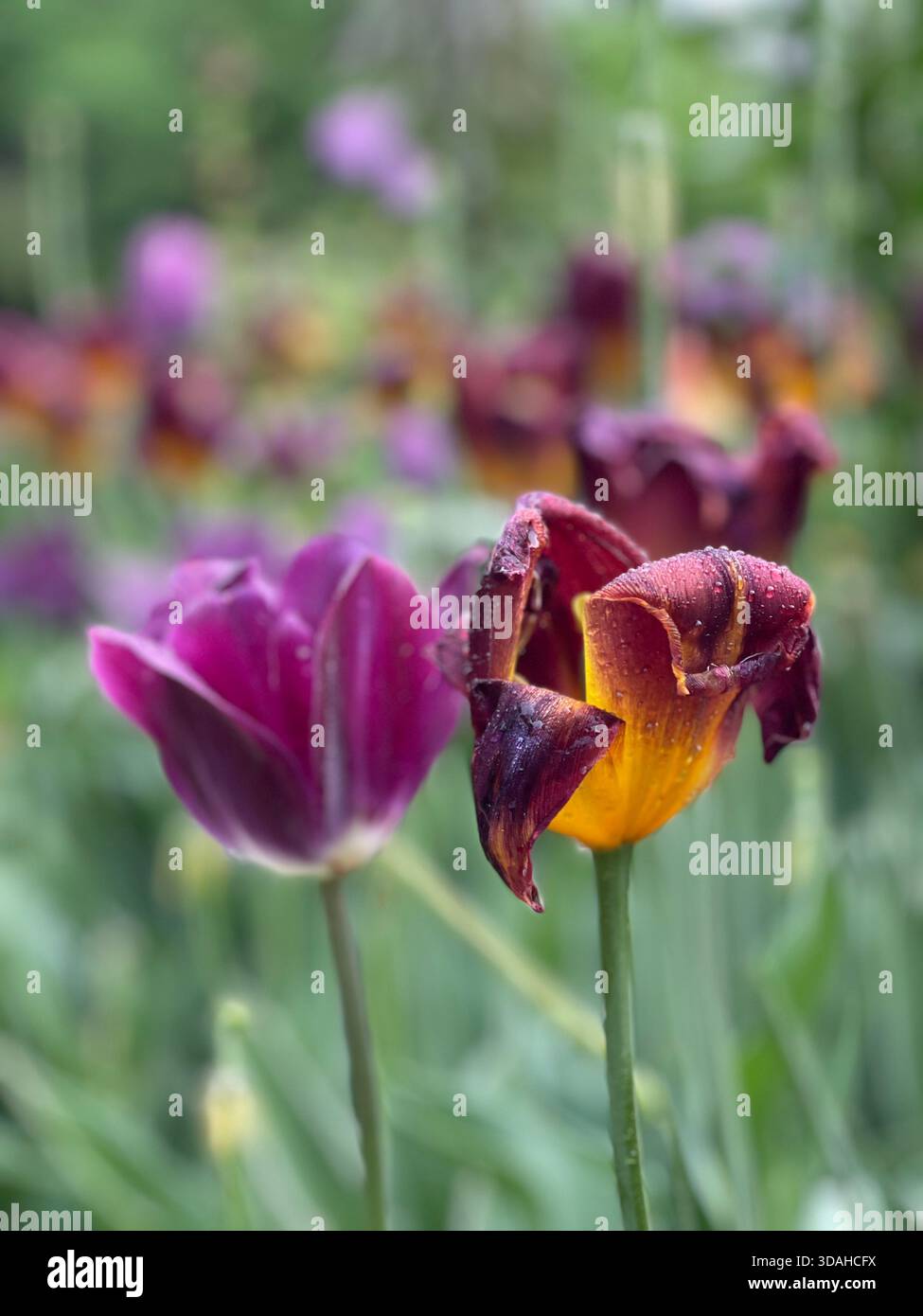 Tulips dancing in the spring breeze. - Smartphone Captured Stock Image