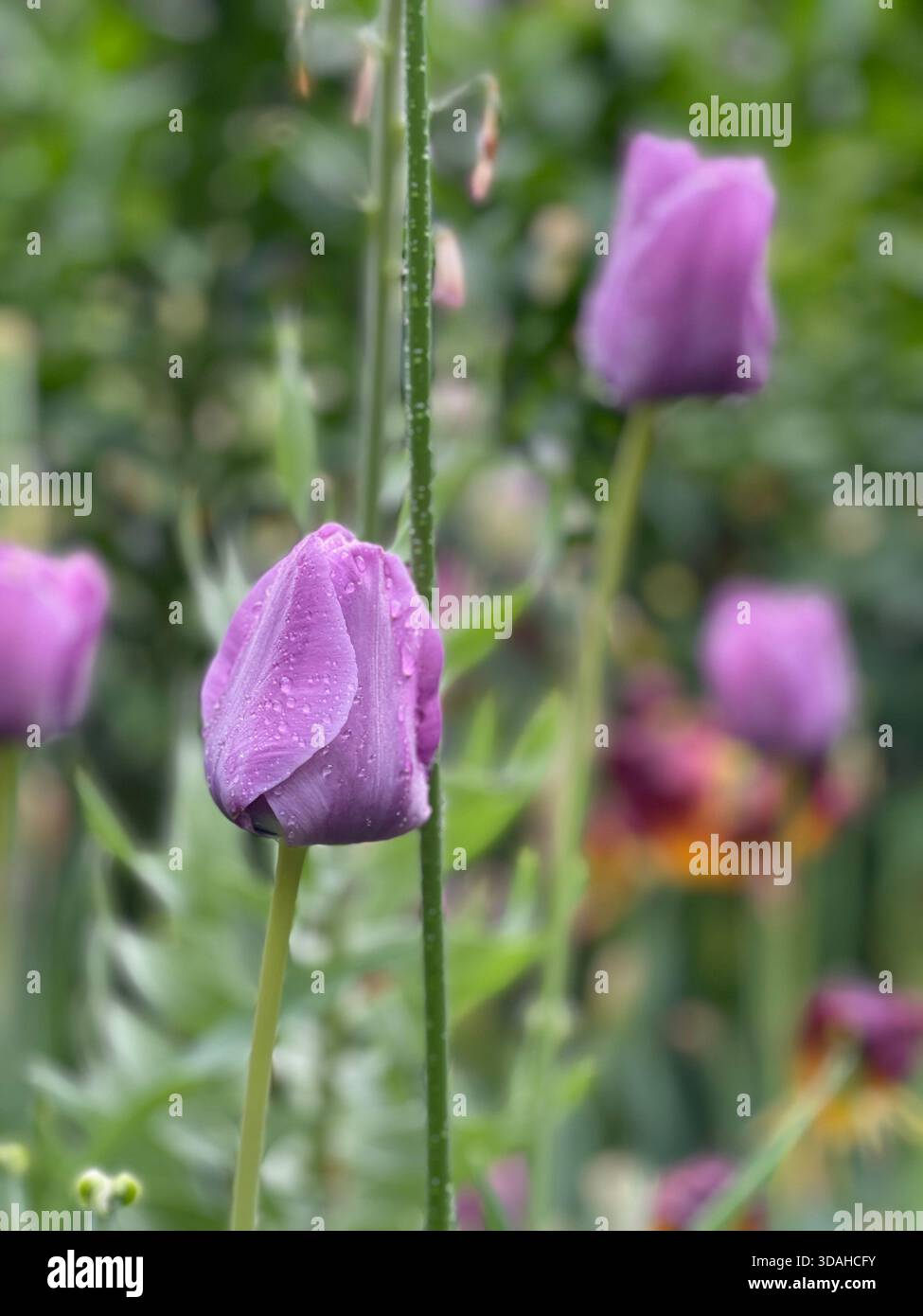 Tulips dancing in the spring breeze. - Smartphone Captured Stock Image