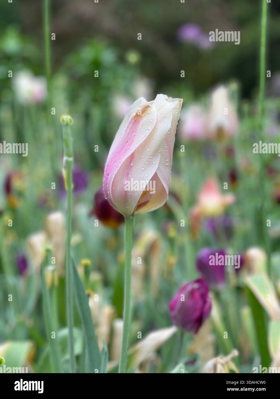 Tulips dancing in the spring breeze. - Smartphone Captured Stock Image