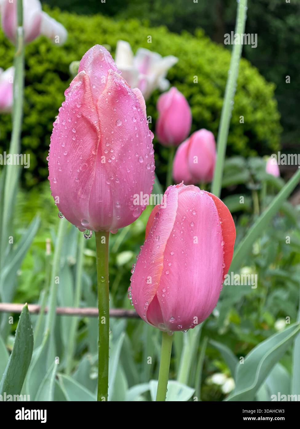 Tulips dancing in the spring breeze. - Smartphone Captured Stock Image