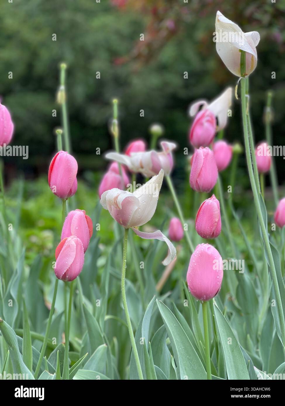 Tulips dancing in the spring breeze. - Smartphone Captured Stock Image