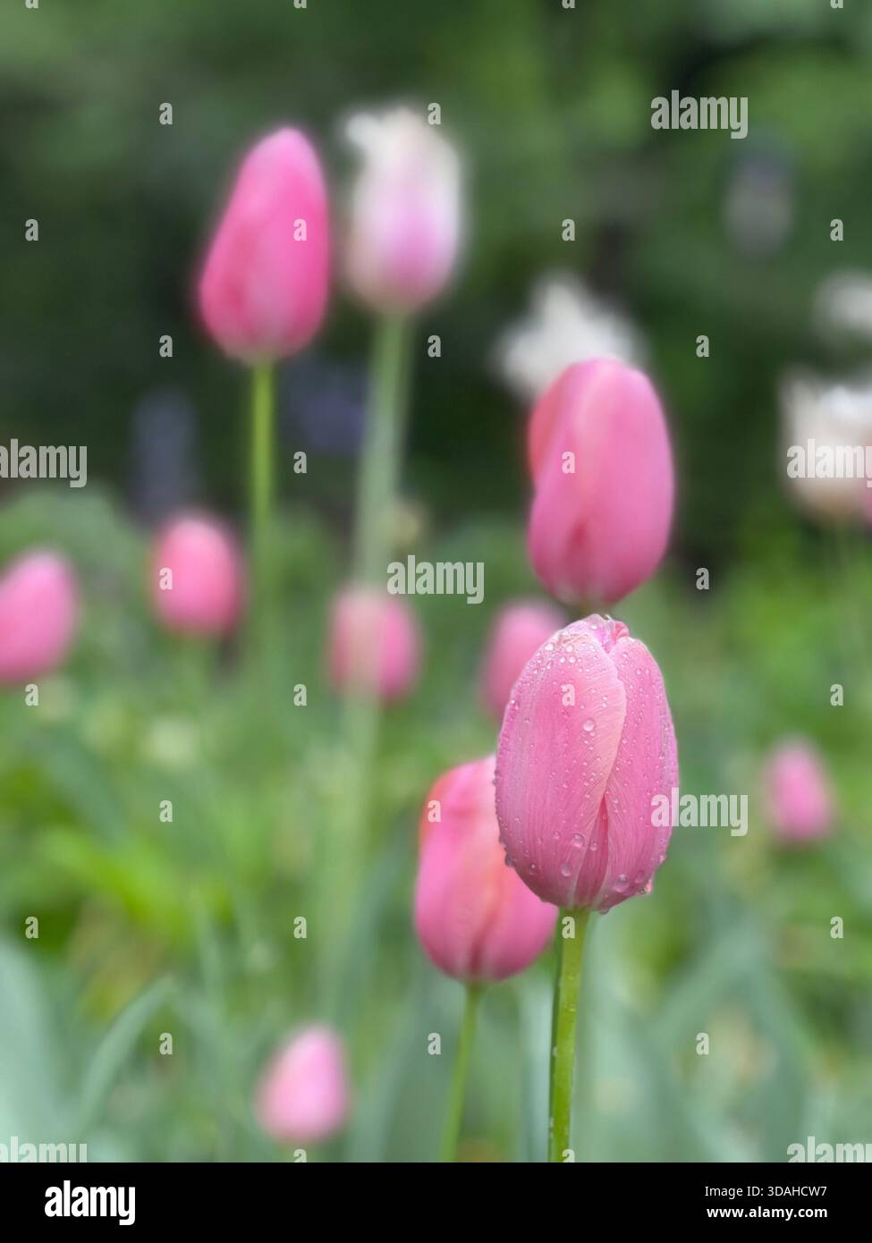 Tulips dancing in the spring breeze. - Smartphone Captured Stock Image