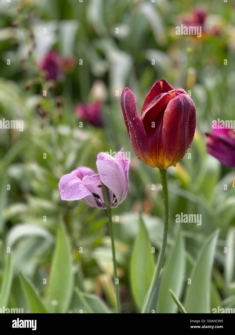 Tulips dancing in the spring breeze. - Smartphone Captured Stock Image
