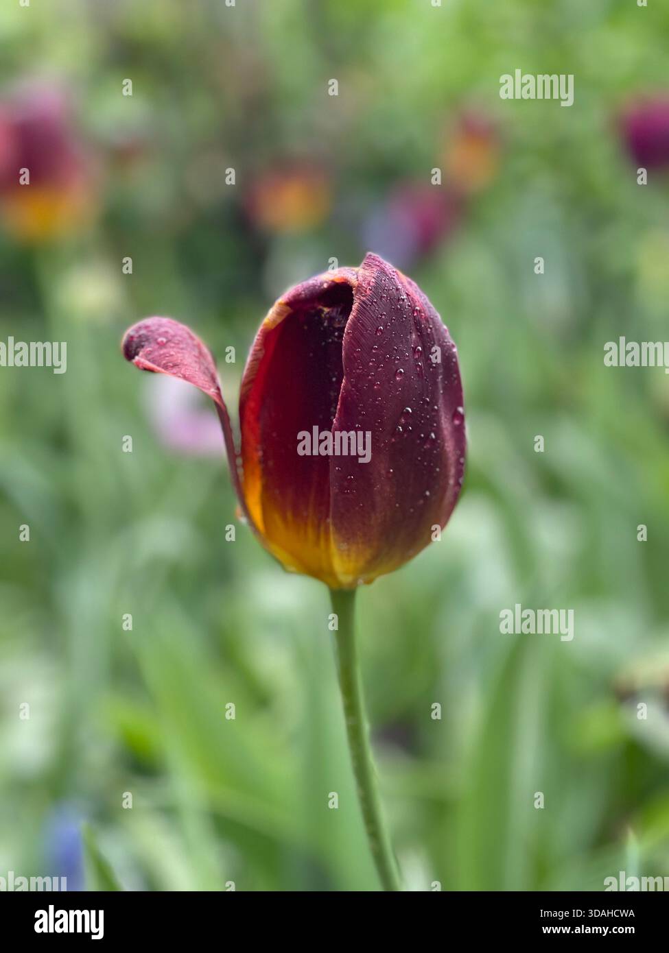 Tulips dancing in the spring breeze. - Smartphone Captured Stock Image