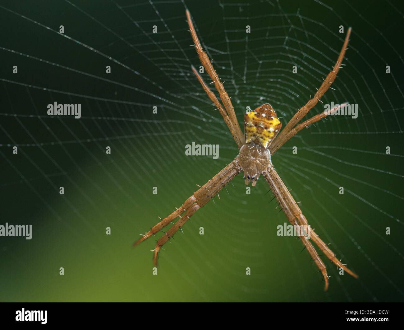 A single orange garden orbweaver spider or Argiope appens Stock Photo