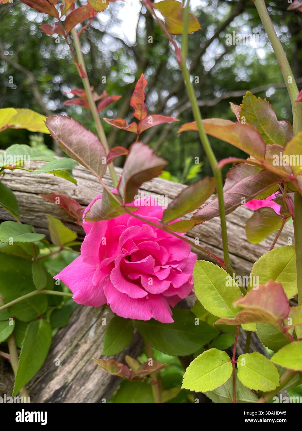 Timeless blossom hi-res stock photography and images - Alamy