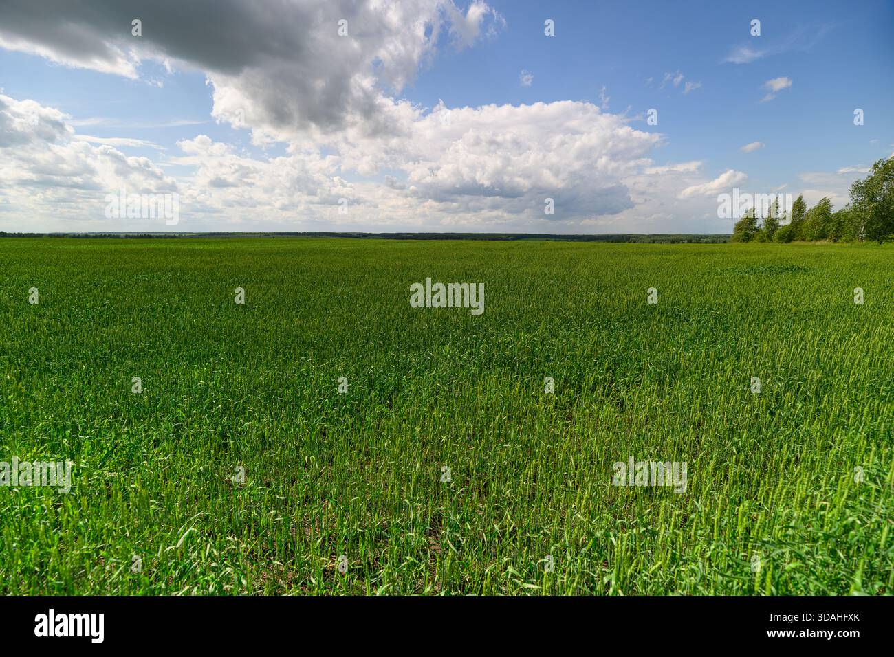 A stunning wide view of a lush green field under a bright blue sky with ...