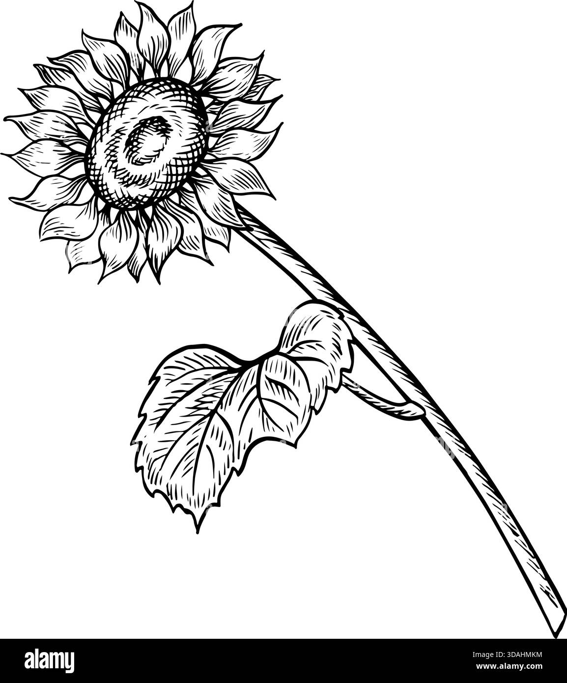 Sunflower flower on a stem with leaves. Black and white vector ...