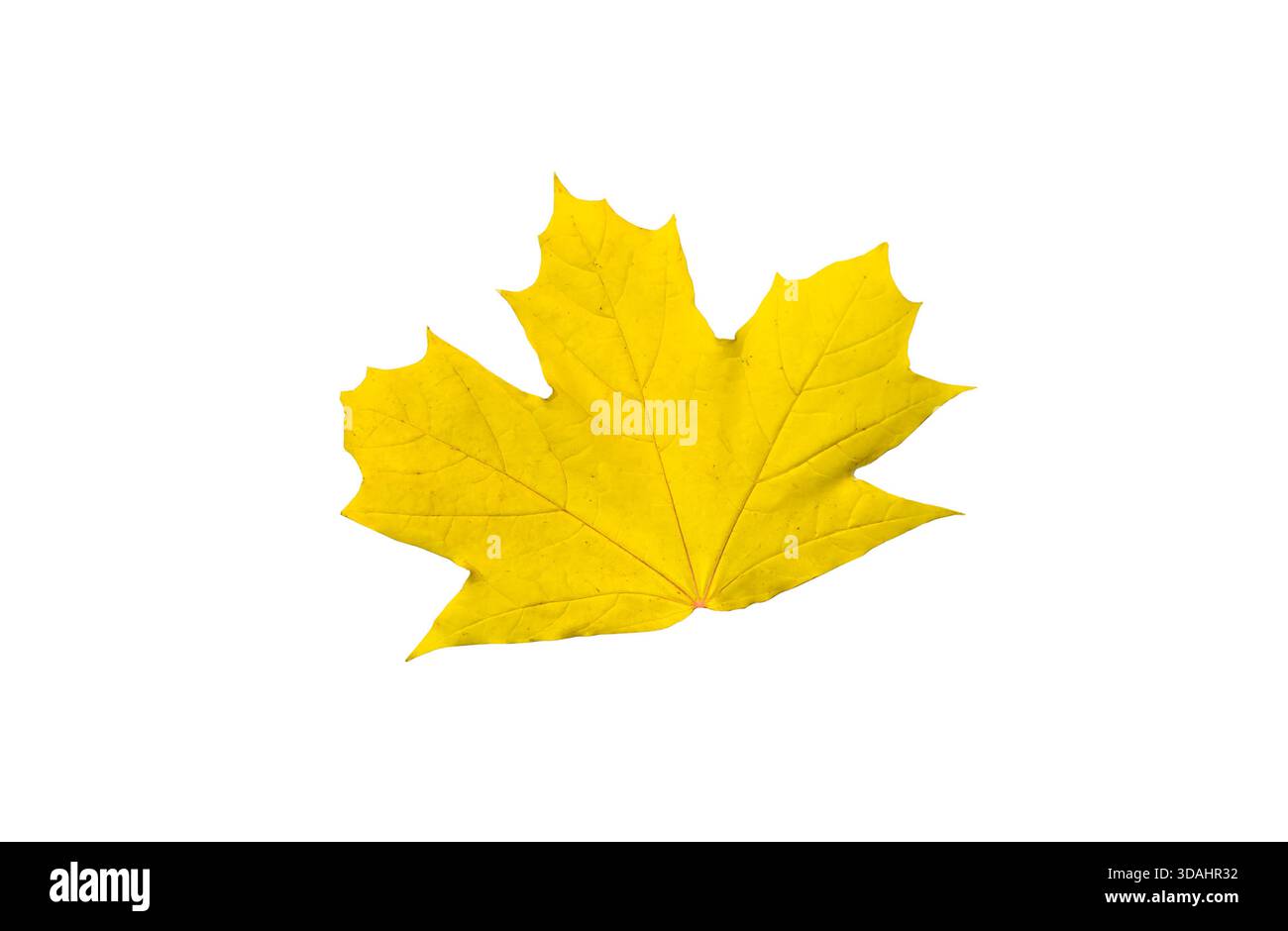 Maple fall leaf isolated on white background Stock Photo