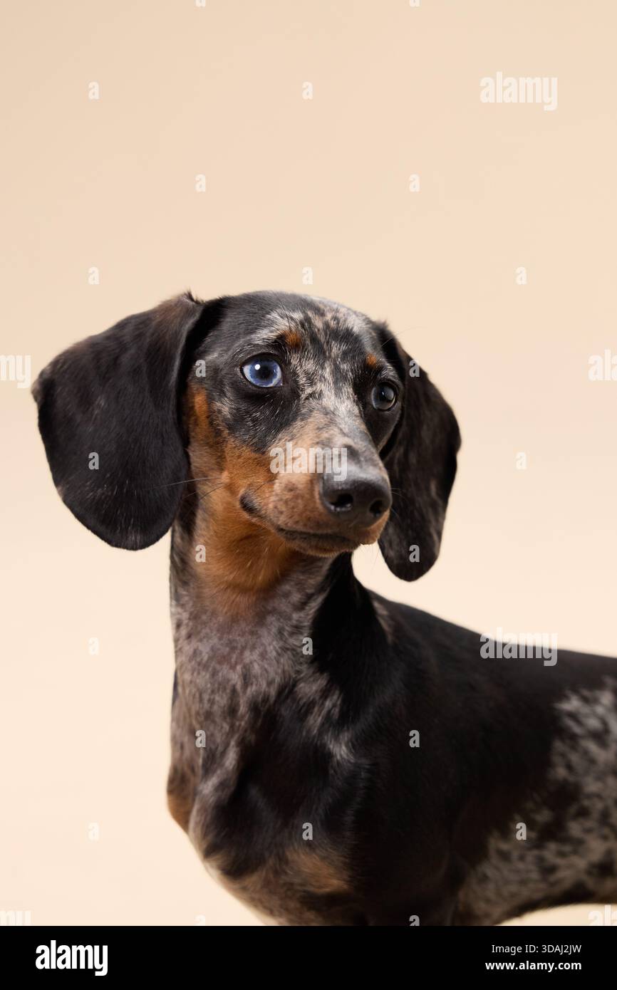 The dog faces sideways, highlighting its dapple pattern and upright ...