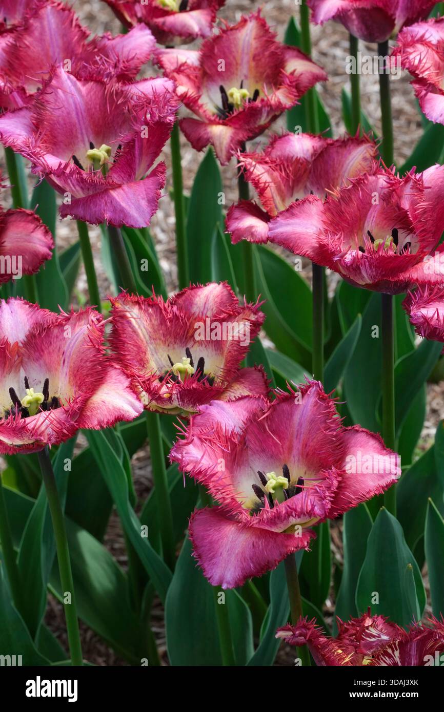 Tulipa colour fusion, Tulip colour fusion, fringed tulip, creamy petals streaked with raspberry and lemon Stock Photo