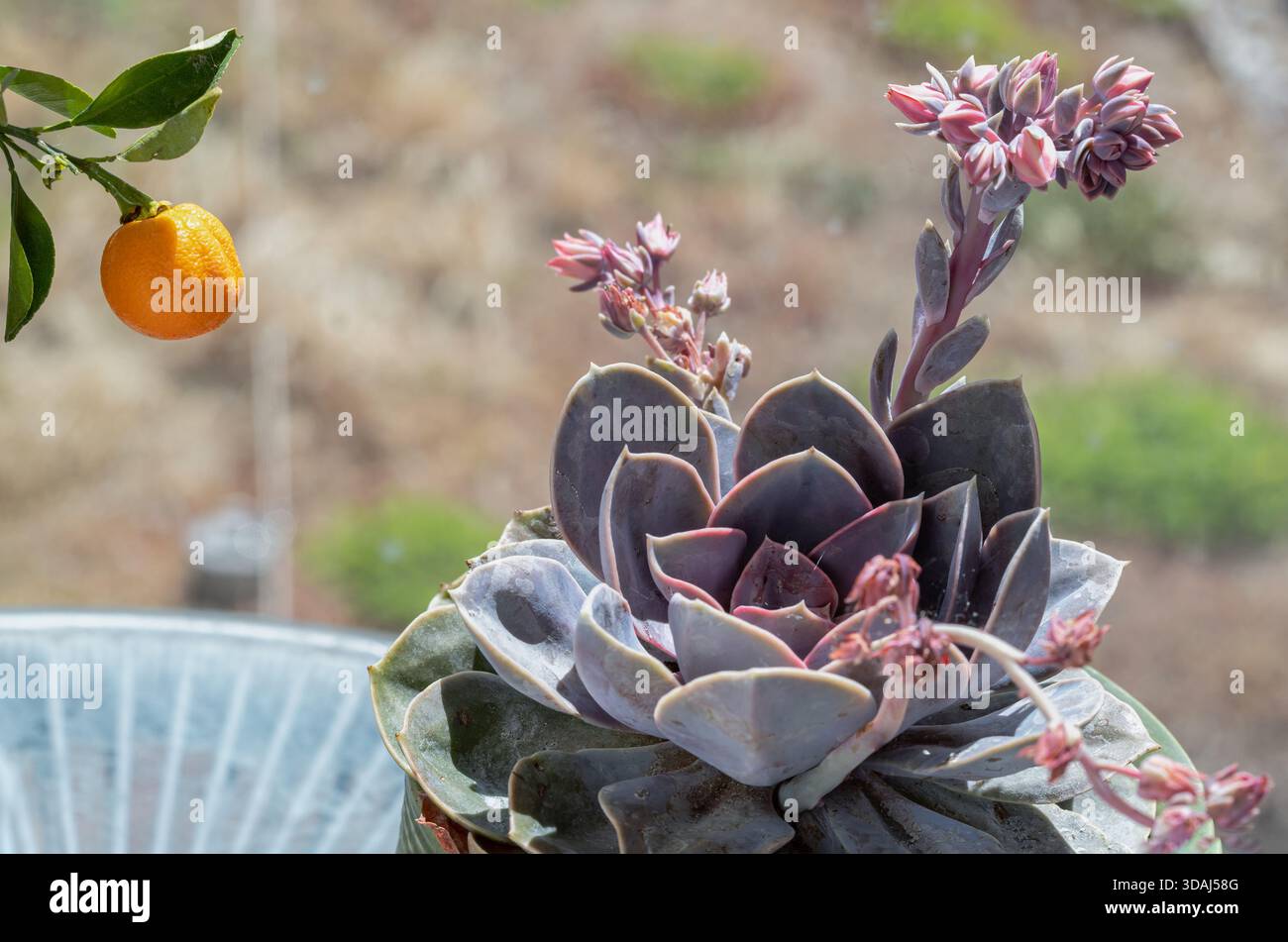 View of Echeveria Perle von Nurnberg (Flat rosettes) with buds and open  coral pink flowers is blooming. evergreen succulent perennials feature  compact Stock Photo - Alamy
