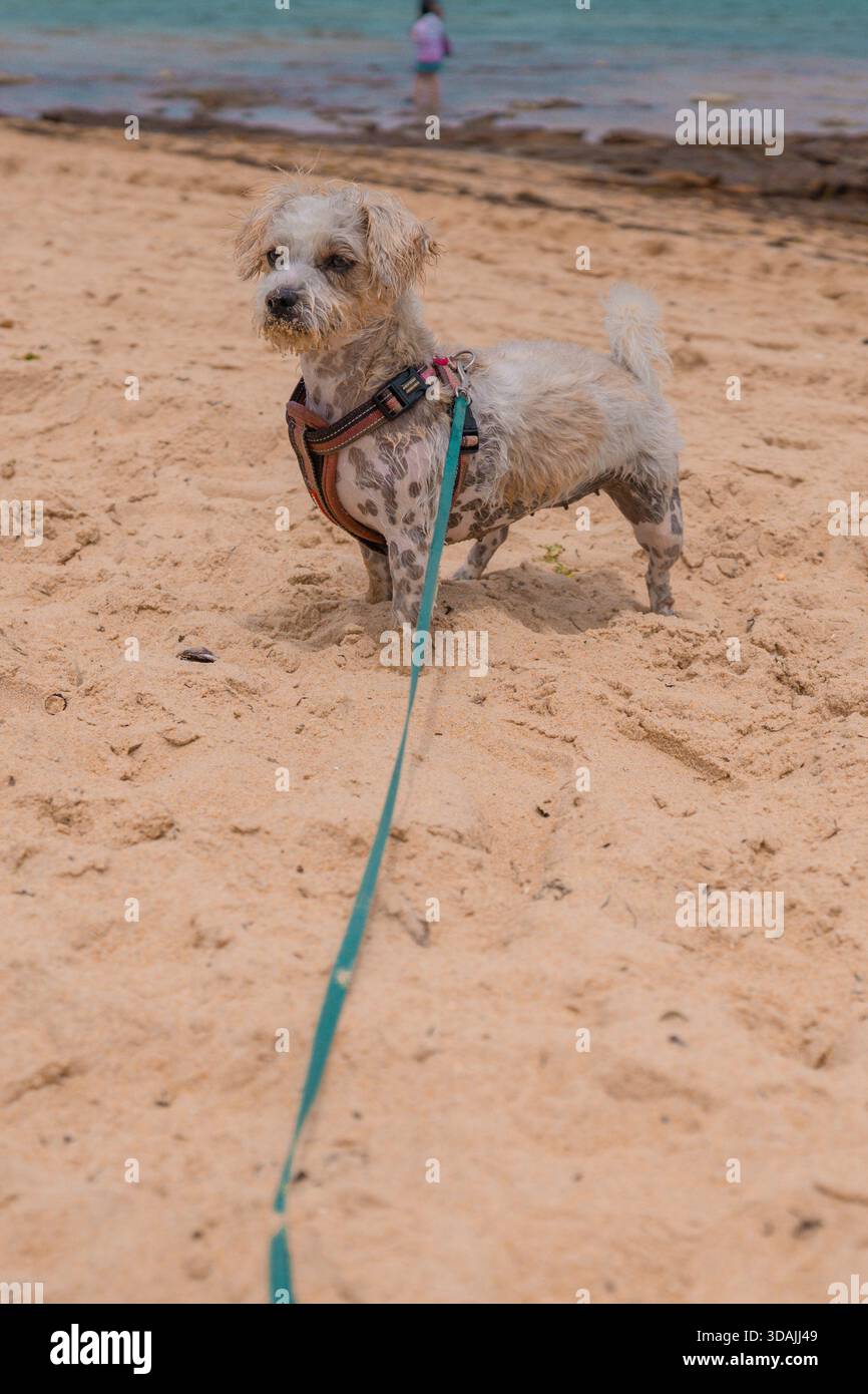 Jack Russell Cross Poodle Jackapoo smarty and cheeky on beach Stock Photo