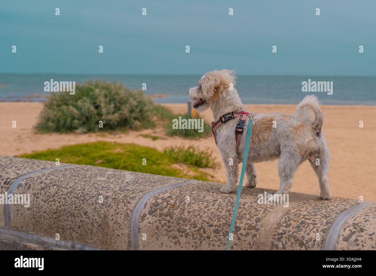 Jack Russell Cross Poodle Jackapoo smarty and cheeky on beach Stock Photo
