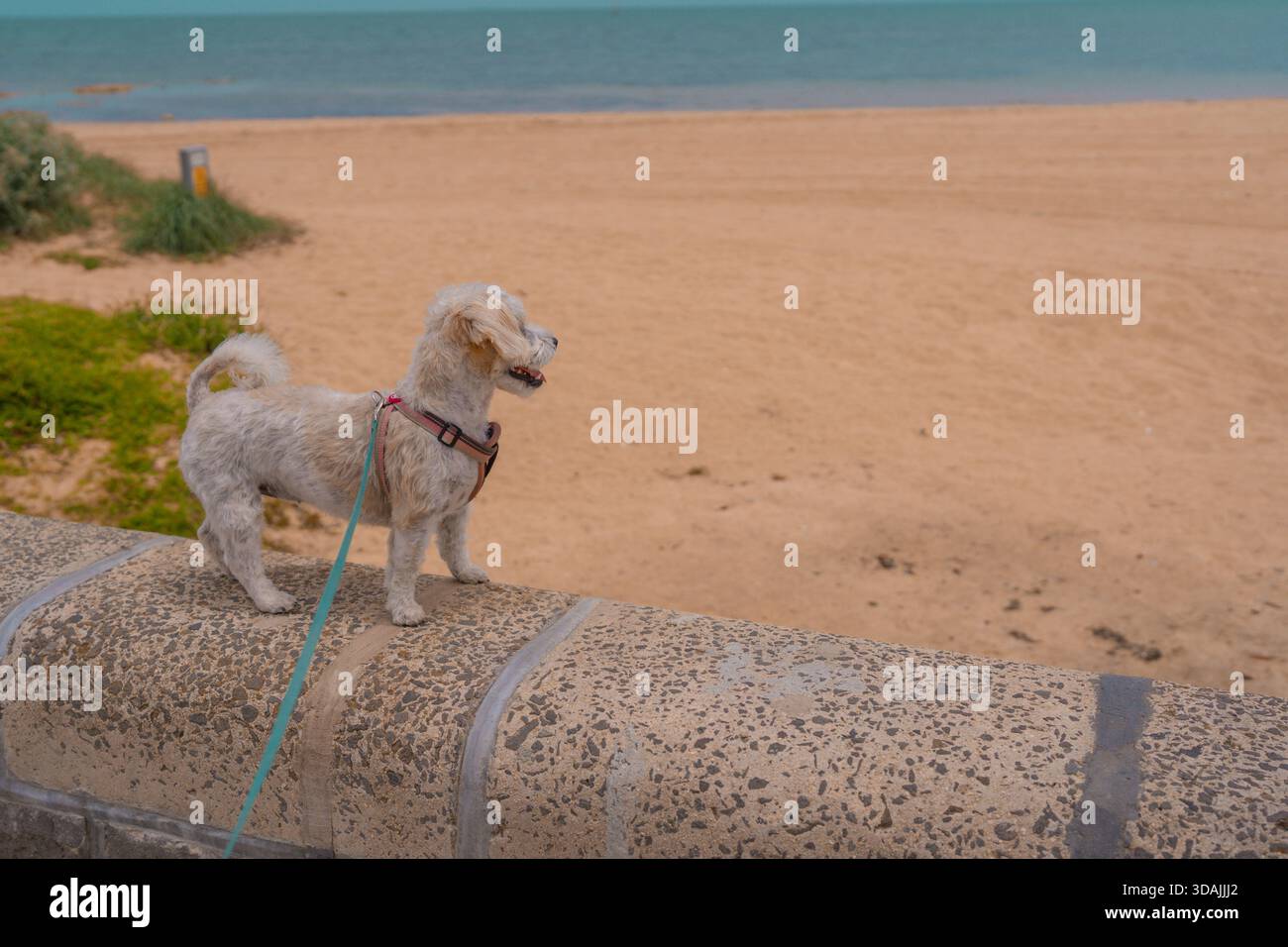 Jack Russell Cross Poodle Jackapoo smarty and cheeky on beach Stock Photo