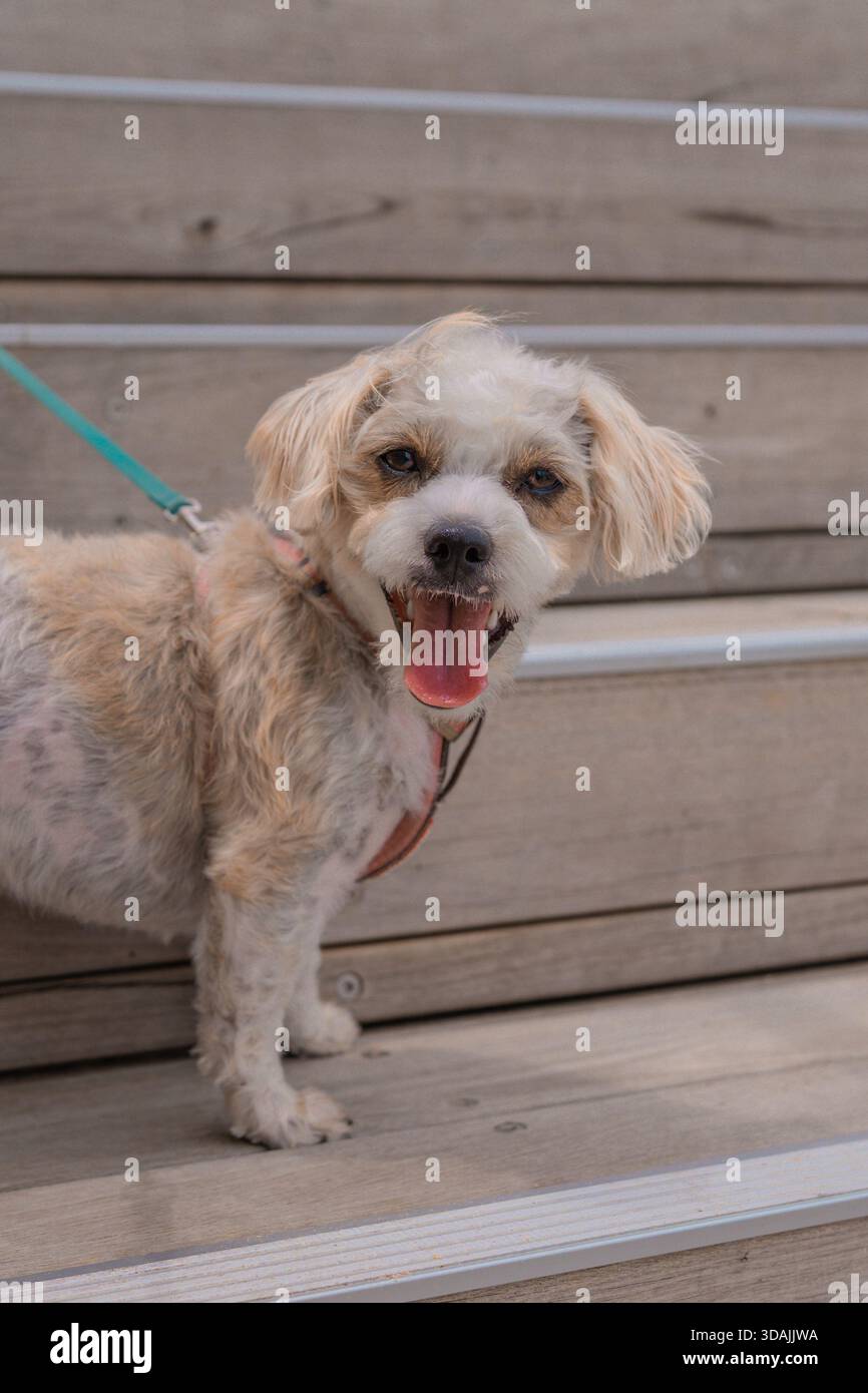 Jack Russell Cross Poodle Jackapoo smarty and cheeky on beach Stock Photo